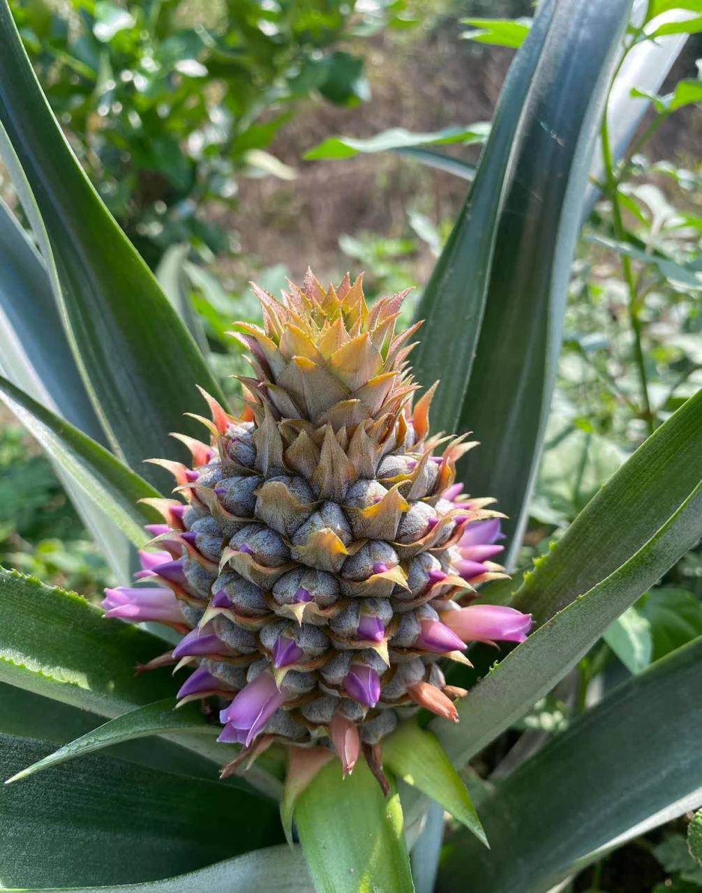 我经常吃菠萝,但从来没有关注过菠萝开花.[滑稽]