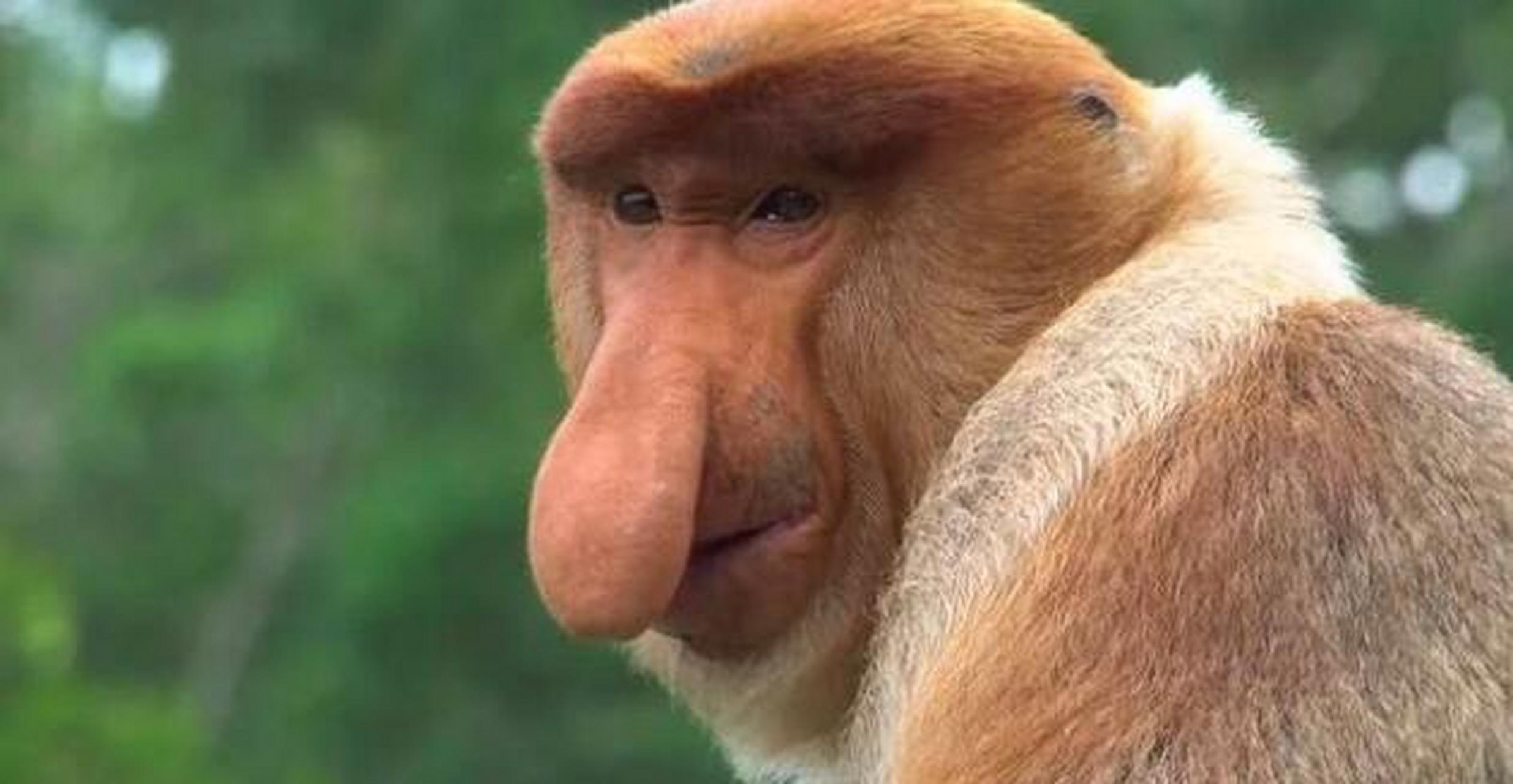 以大多数人对猴子和猩猩长相的认知,如果看到了长鼻猴的照片,可能会将