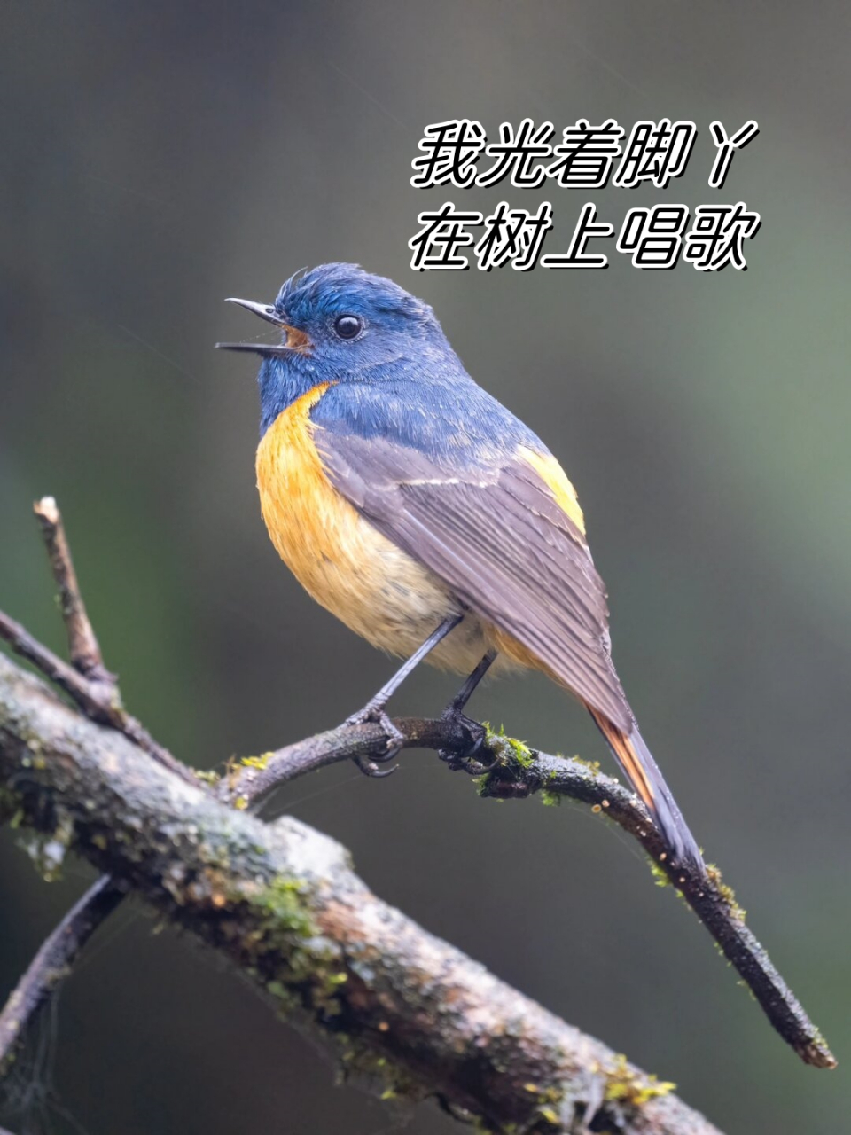 我光着脚丫在树上唱歌  在2023年3月25日,四川雅安的一个下雨天,我被