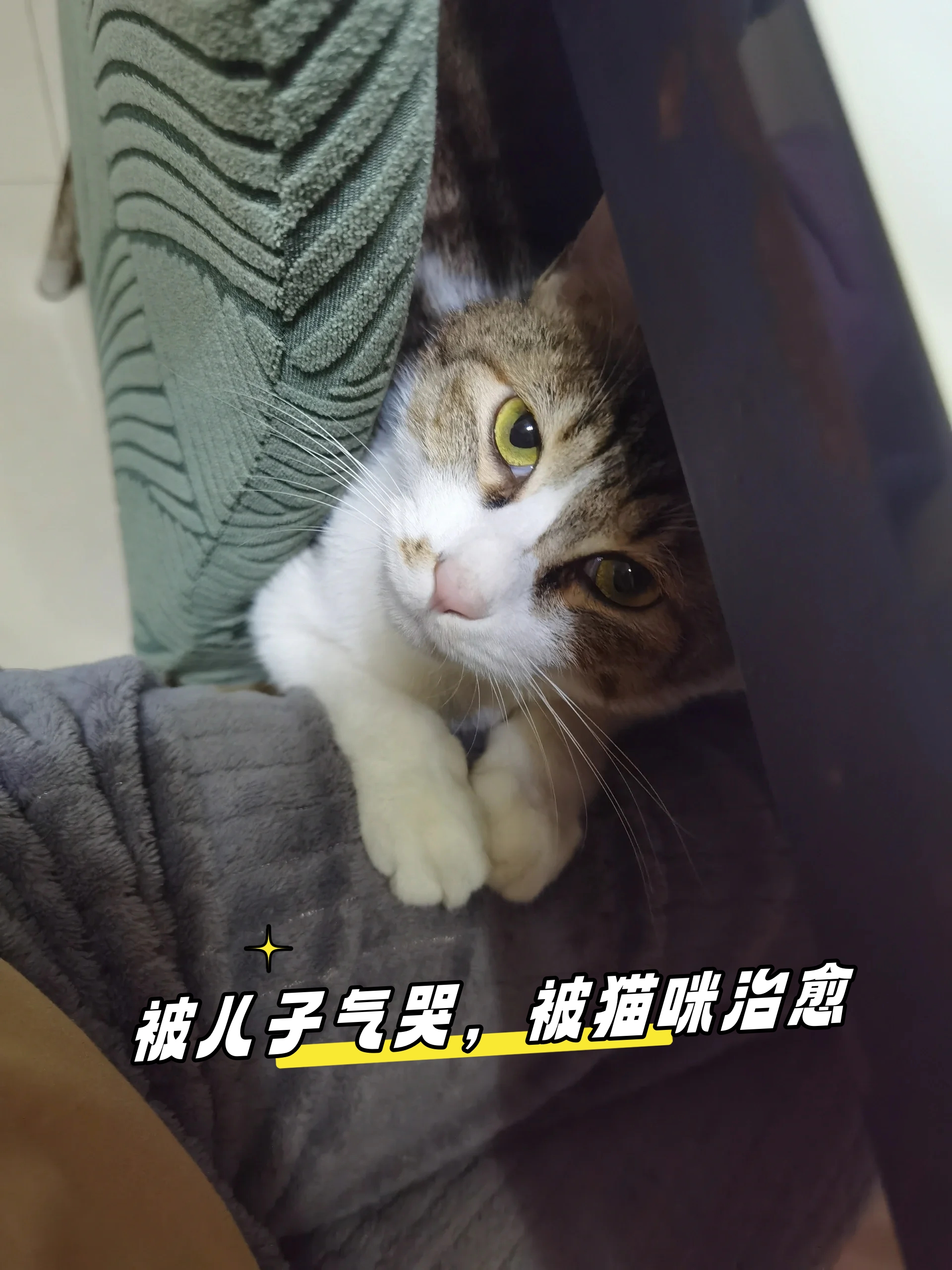 被儿子气哭被猫咪治愈