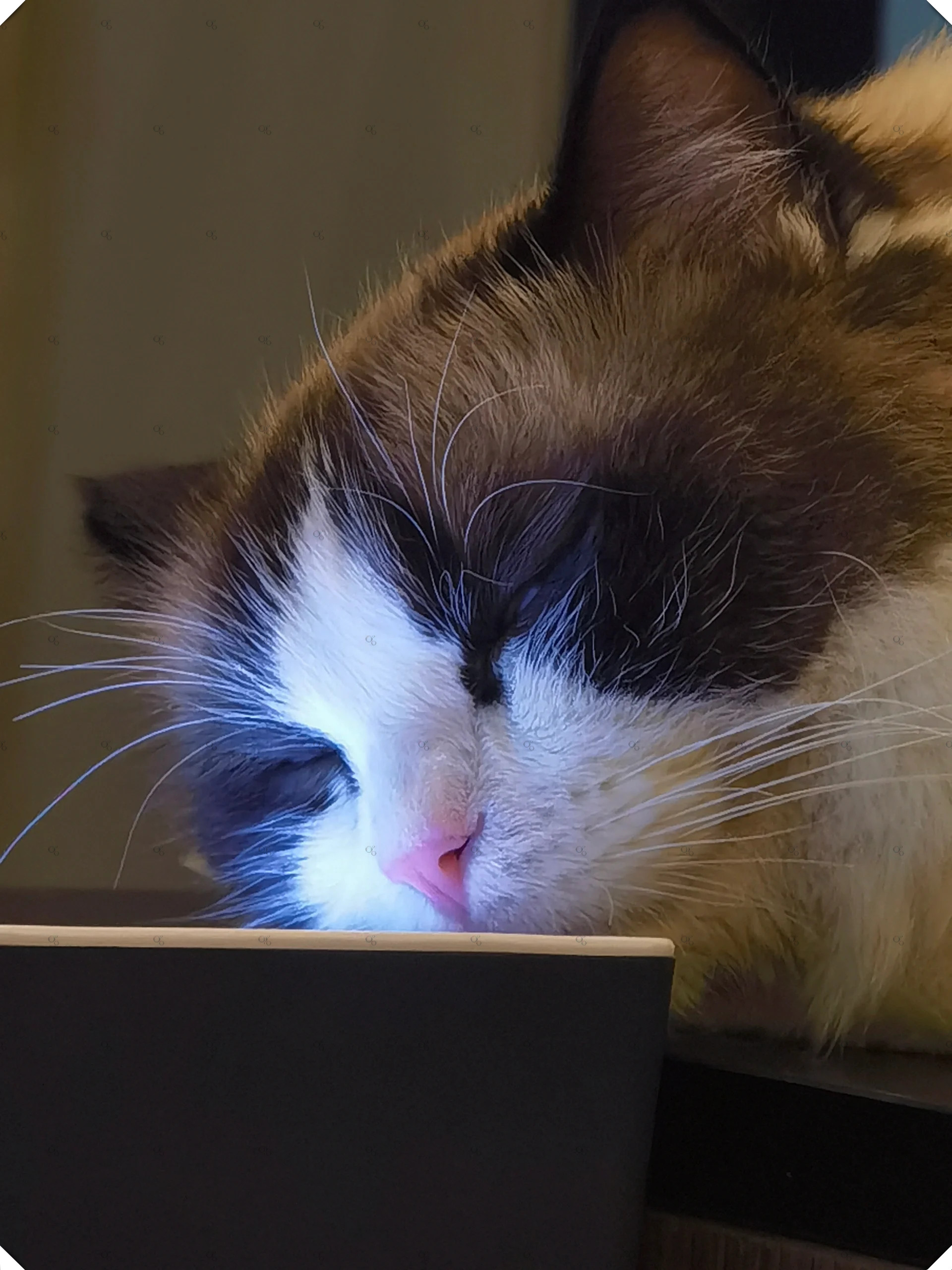 在深圳有一家特别的蛋糕店,店里的记账小猫梦梦竟然喜欢上了靠在扫码