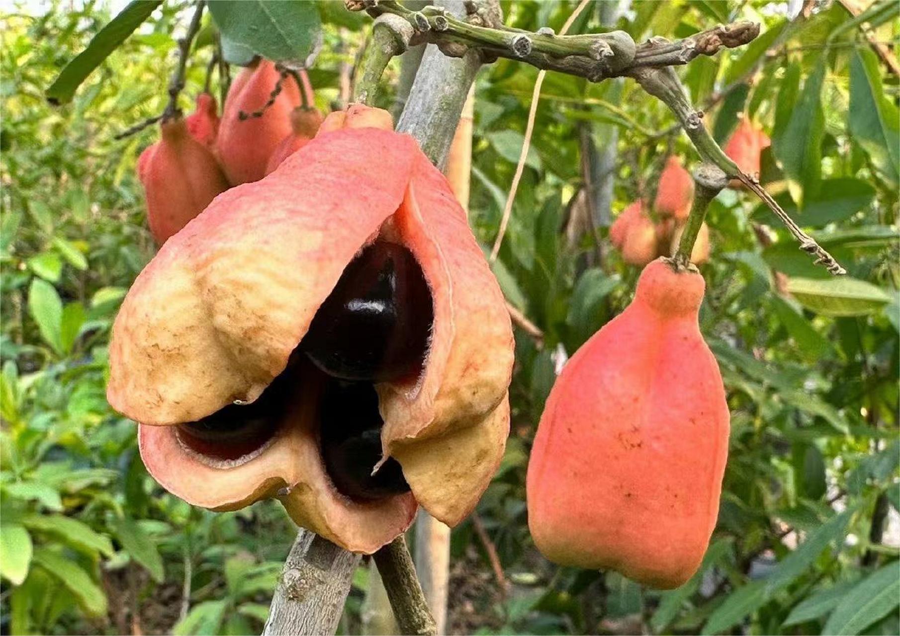 西非荔枝果是牙买加的国果,也可以称为蔬菜大脑.