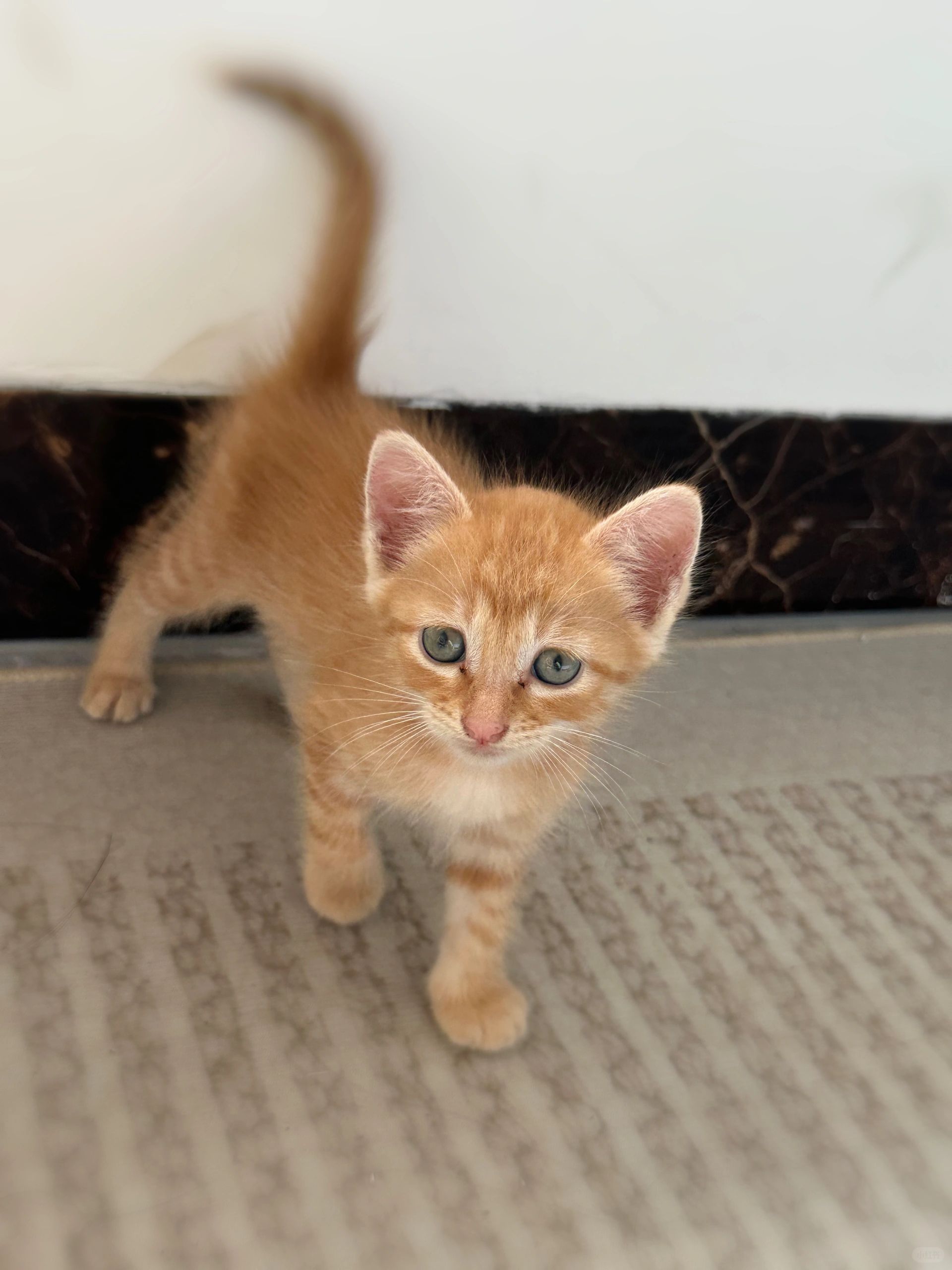 这应该是血统最纯正的小橘猫了吧