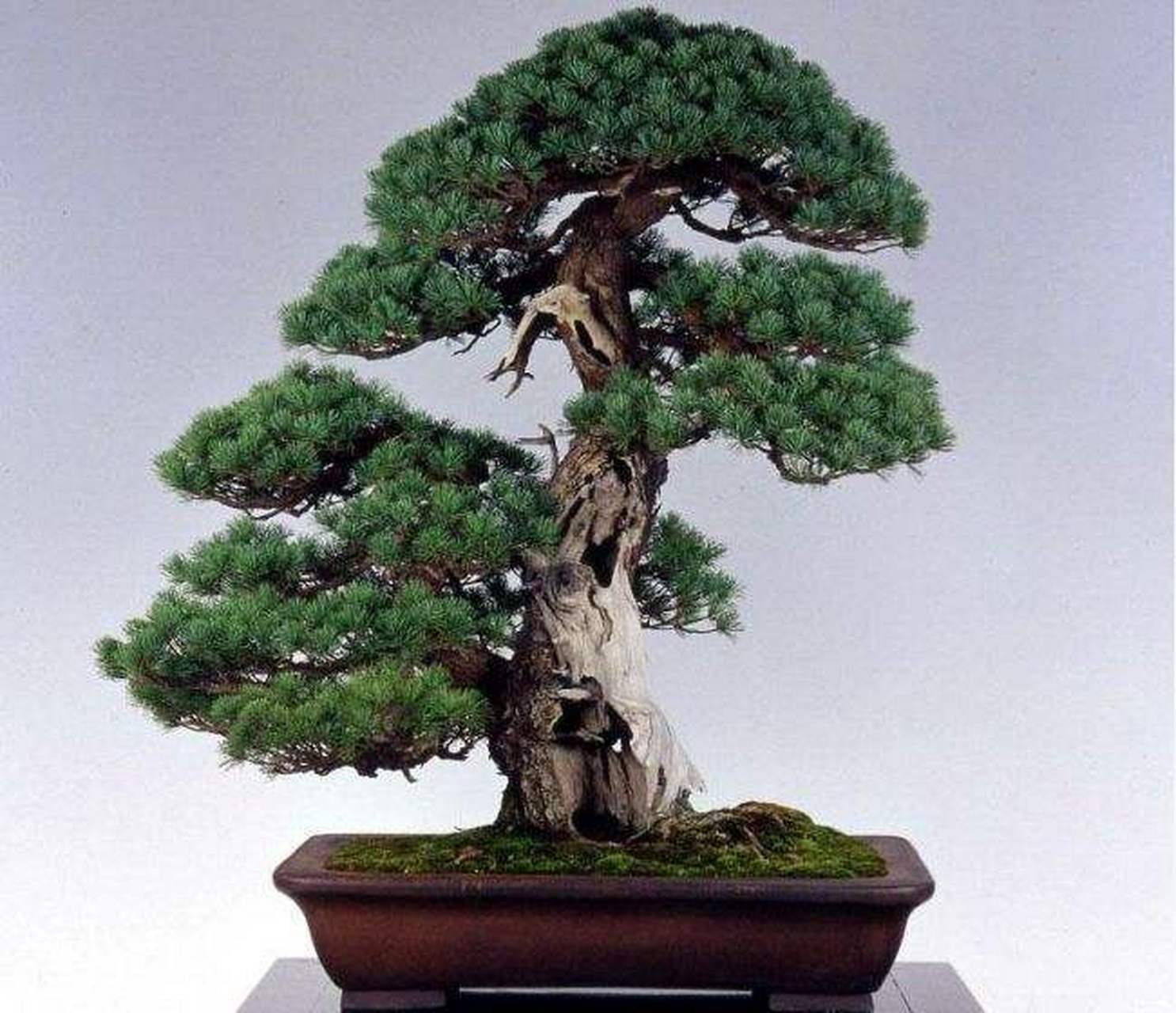 松树盆景的寓意:  从古至今,人们对松树的赞美很多,例如长寿,因为它