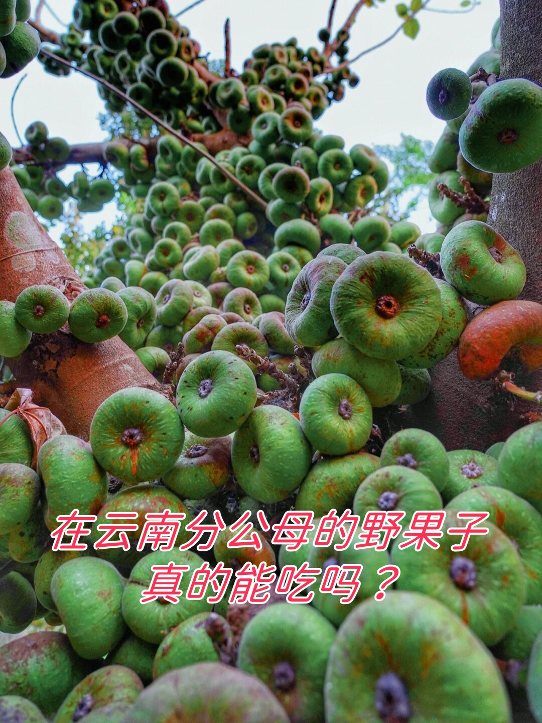 农场里的神秘果树:木瓜榕的魅力与奇特  在我们的农场里,一棵特别的
