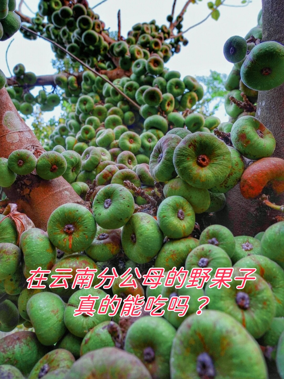 农场里的神秘果树:木瓜榕的魅力与奇特  在我们的农场里,一棵特别的
