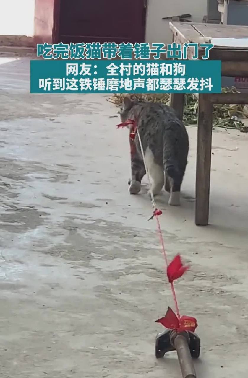 拴猫绳的系法图解图片