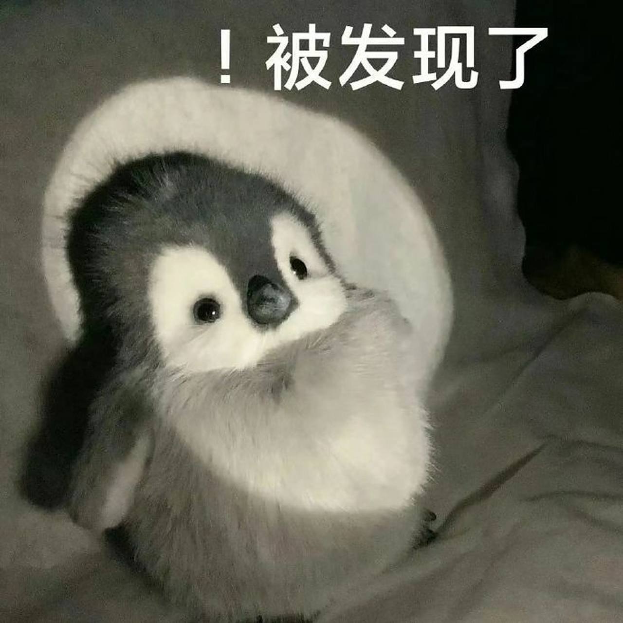 小企鹅表情包93 676767 #可爱表情包# #表情包分享# #搞笑