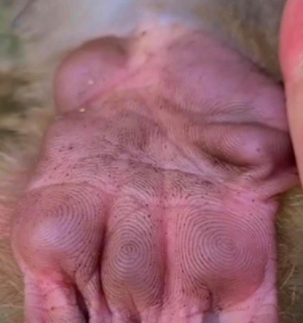 猴子的掌纹这么大的吗