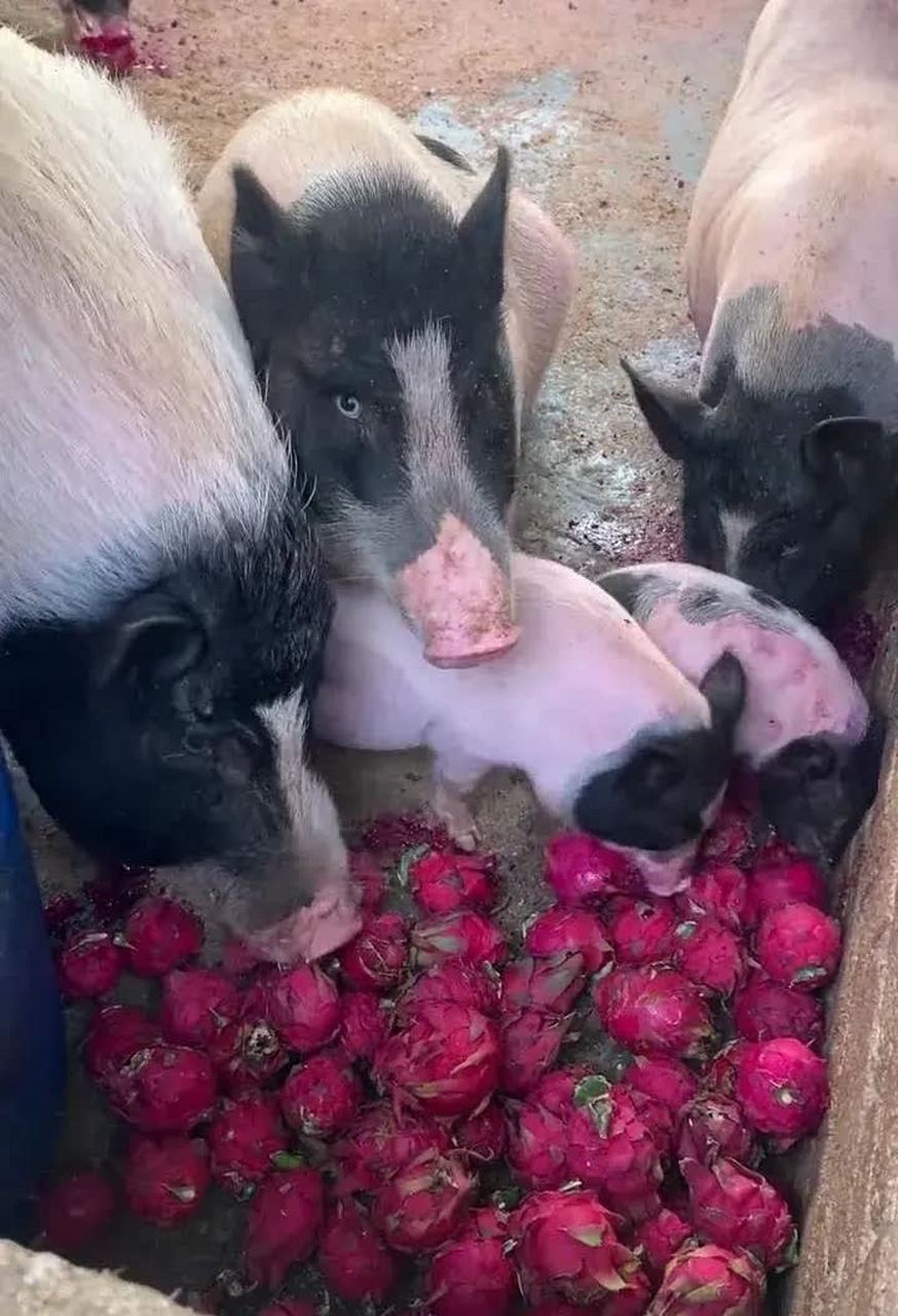 这是什么家庭,猪可以自由自在地吃火龙果,羡慕猪[滑稽]