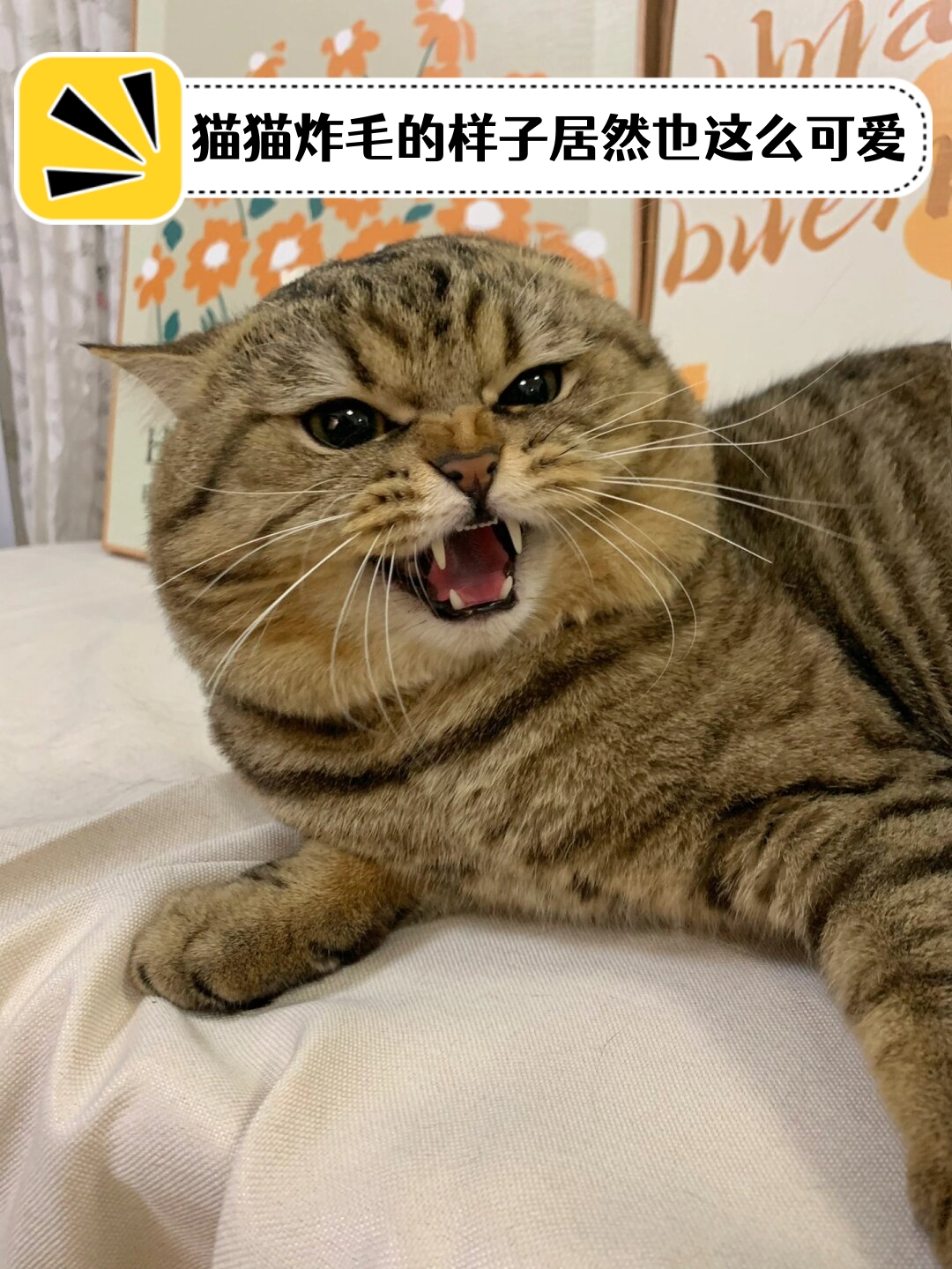猫猫炸毛的样子居然也这么可爱