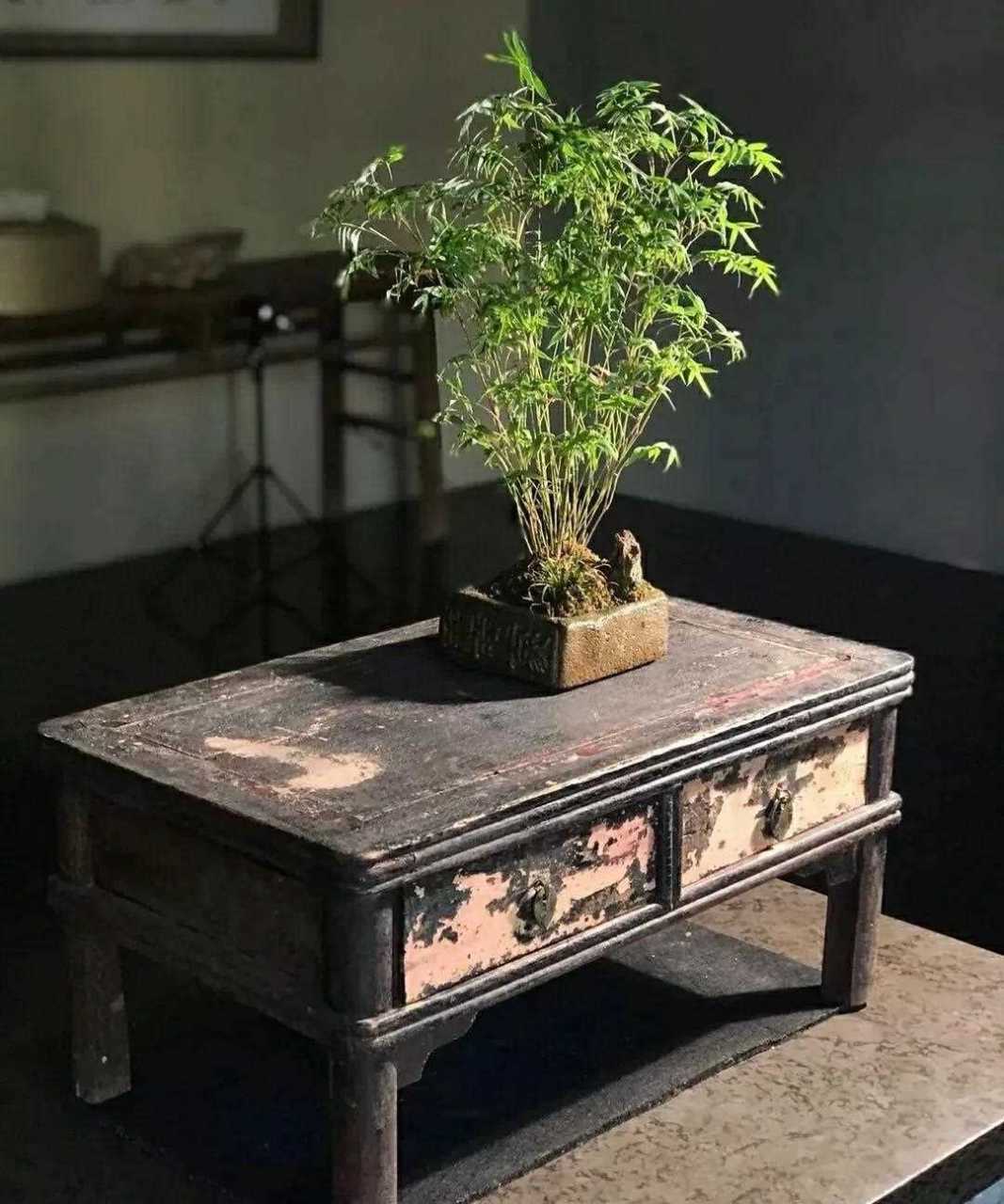 用一颗"空心"笑看人间烟云,繁花落尽.竹盆景雅赏