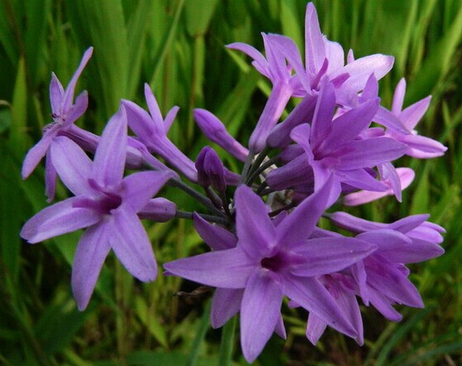 紫姣花 生长习性与养殖技巧  紫姣花,它不仅仅是一种美丽的花卉,更是