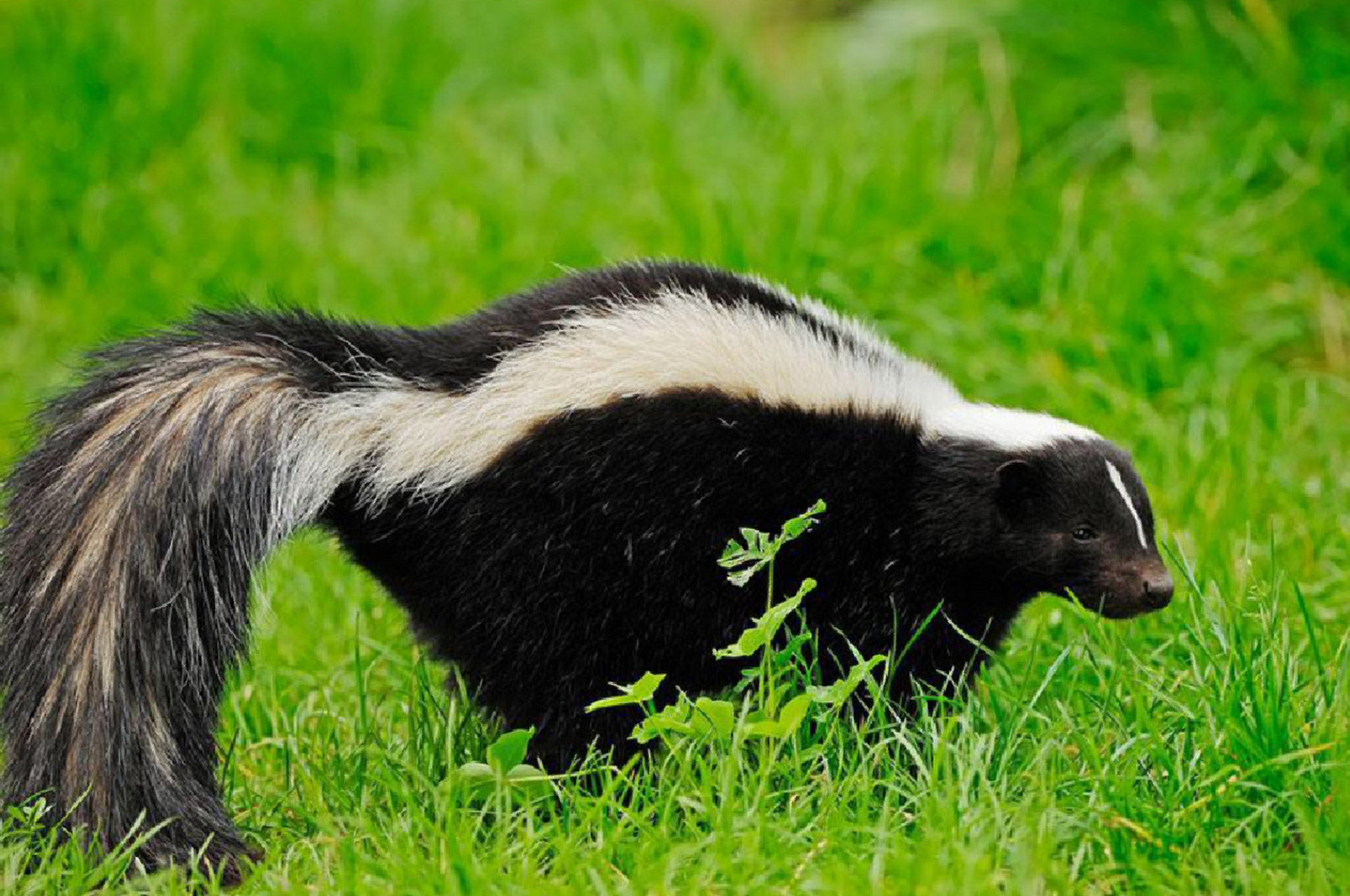 每天陪孩子一起瞧动物 名称:臭鼬(mephitis mephitis) 分类:动物界