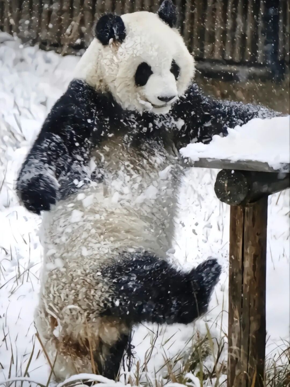 国宝大熊猫玩雪图片