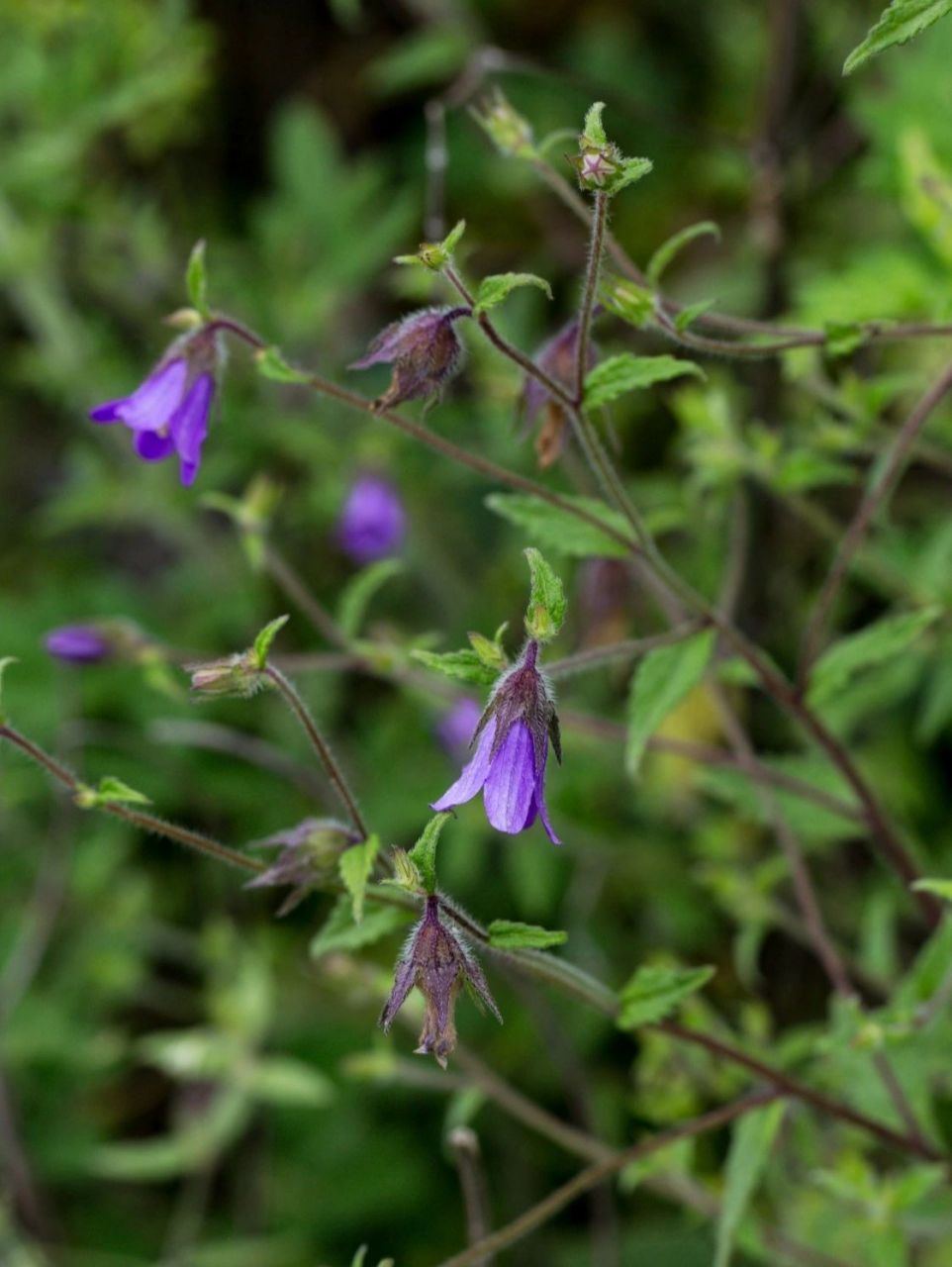 西南风铃草—土沙参与沙参的区别 西南风铃草 又名:蓝花石参,岩蓝花