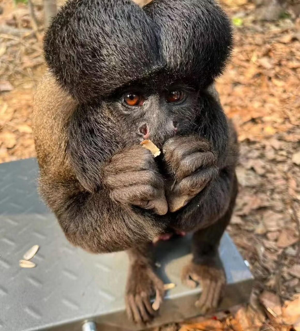 别人的猴屁股是长在屁股上,为什么你的狗屁股长在了猴头上?