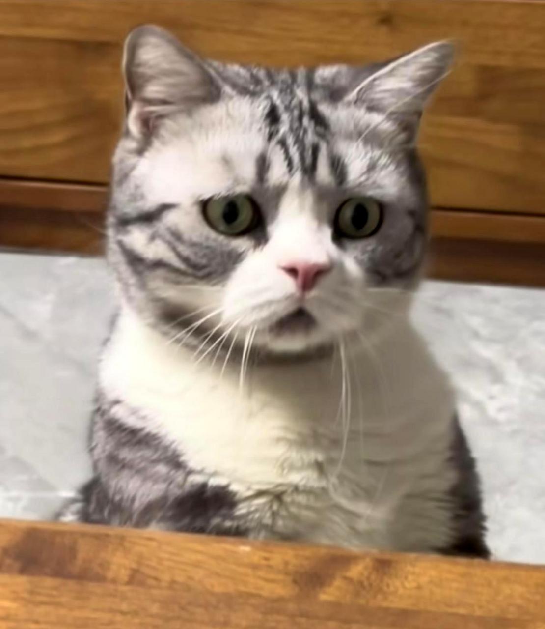 我第一次看到猫咪脸上的好奇和困惑,感觉非常有趣!