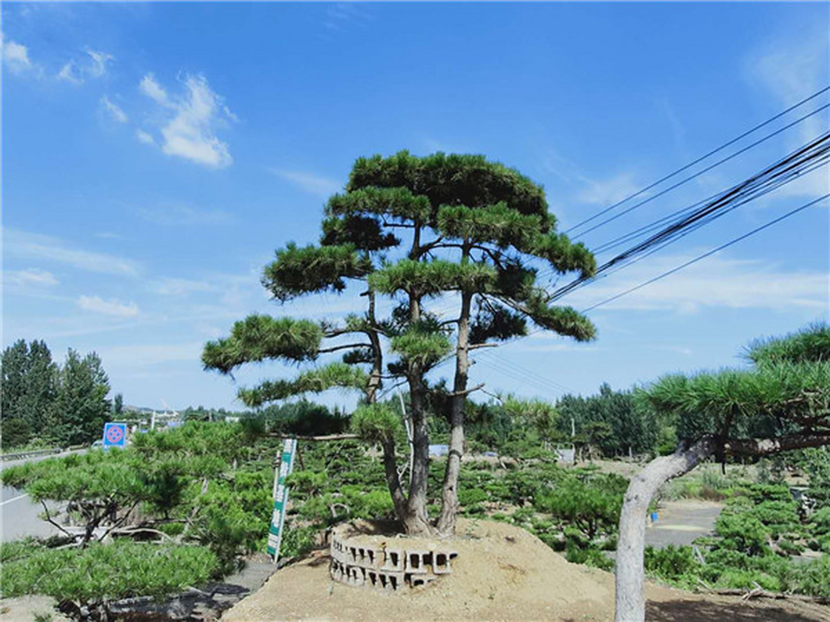 造型油松介绍 #造型油松# 油松为松科松属常绿乔木,又称短叶松,东北