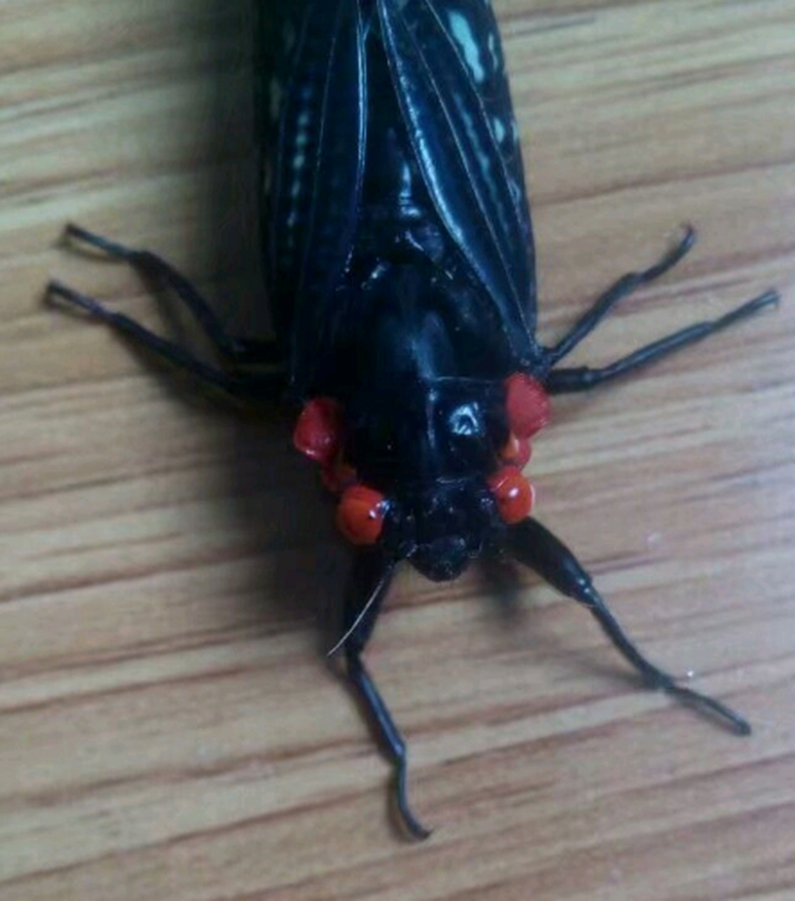 这是什么品种的蝉,居然是黑色的,红眼睛