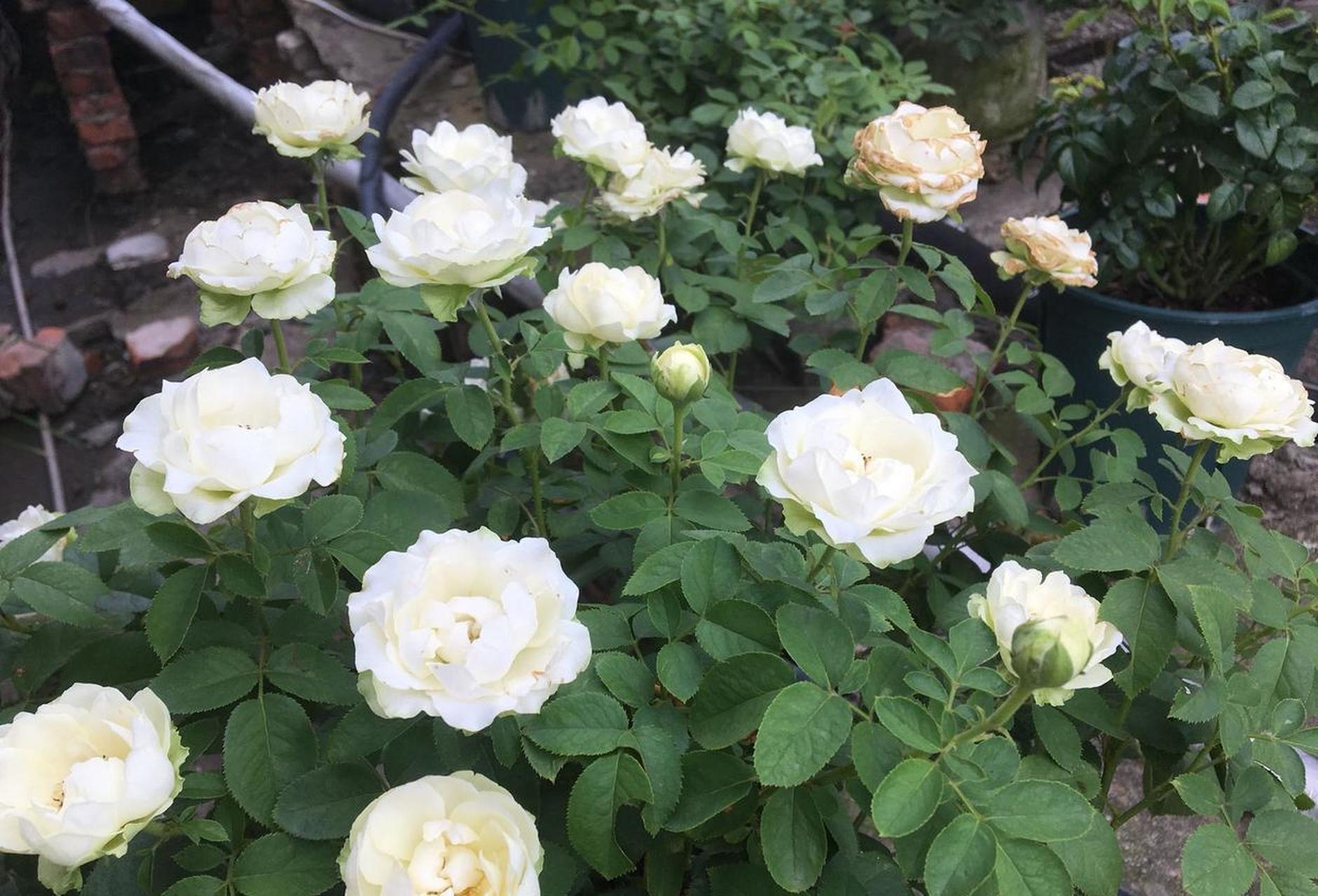 微型月季"无限永远",专为阳台盆栽而生的观赏绿植,高度只有三四十公分