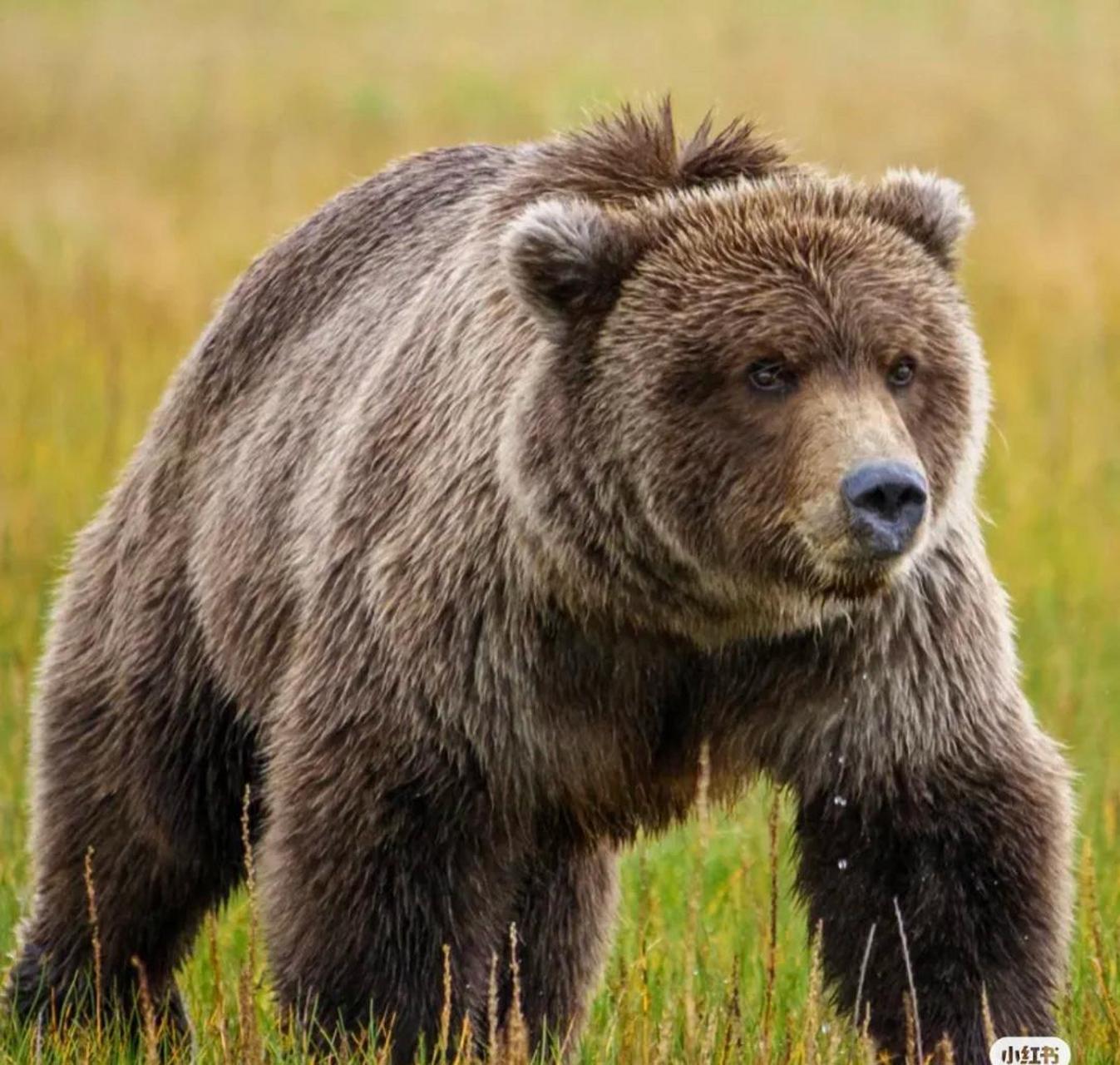 动物世界,棕色大笨熊