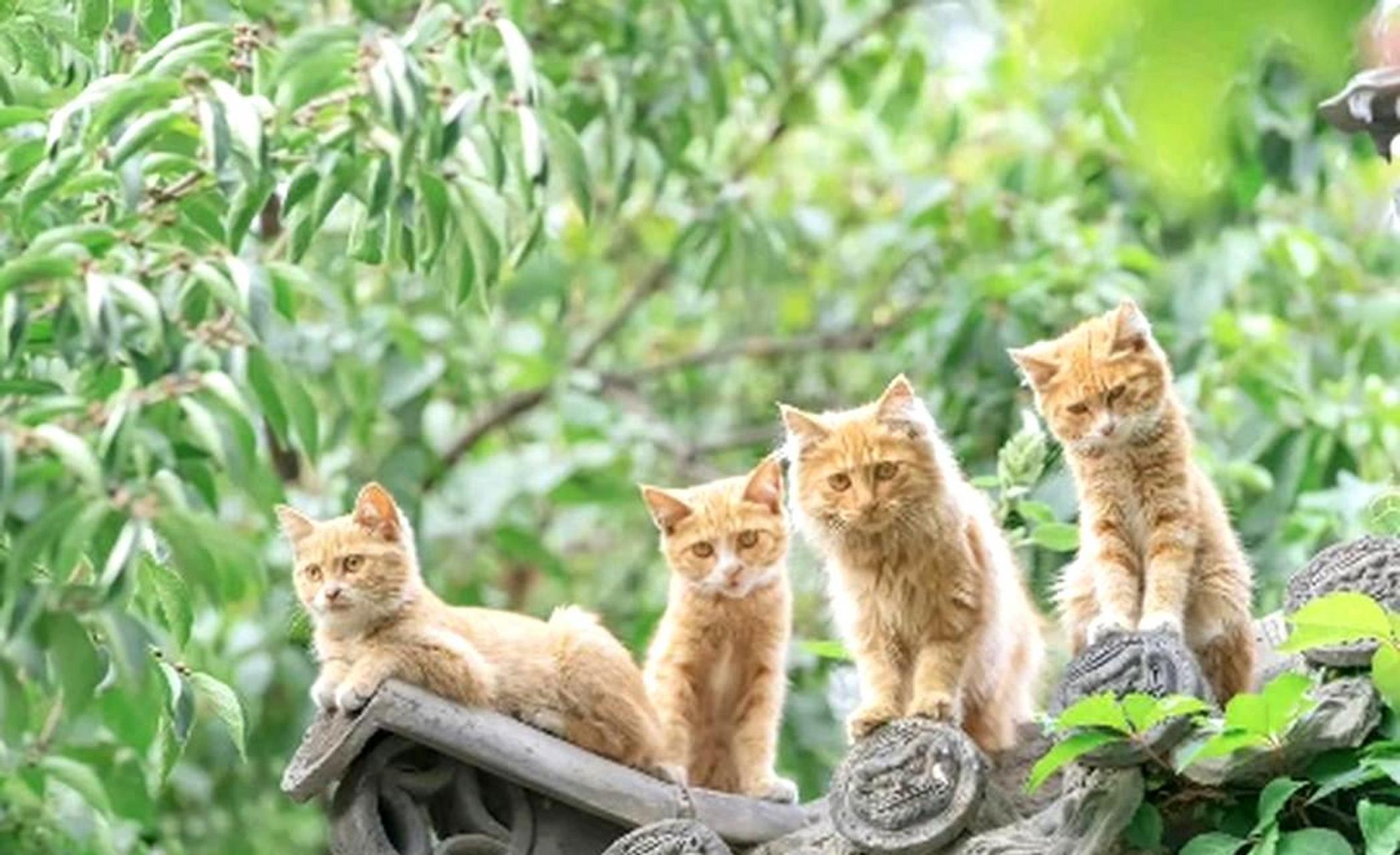 在屋檐下发现了一群可爱的小猫咪.