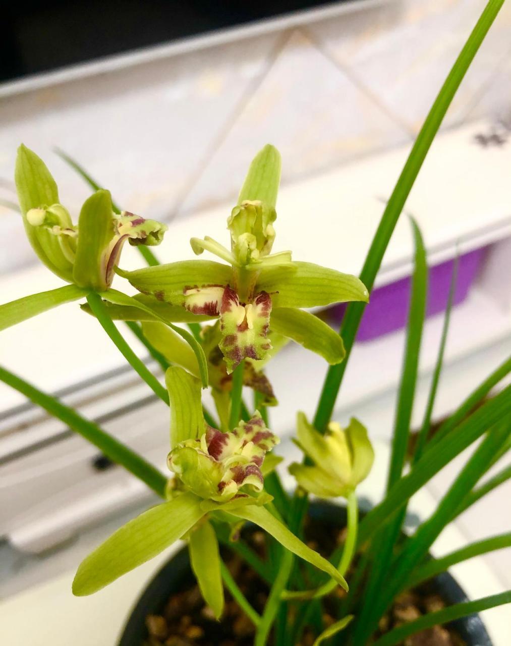 漂亮的蕙兰玉祥牡丹,香味浓郁!  #我的植物朋友#  #春日赏花季