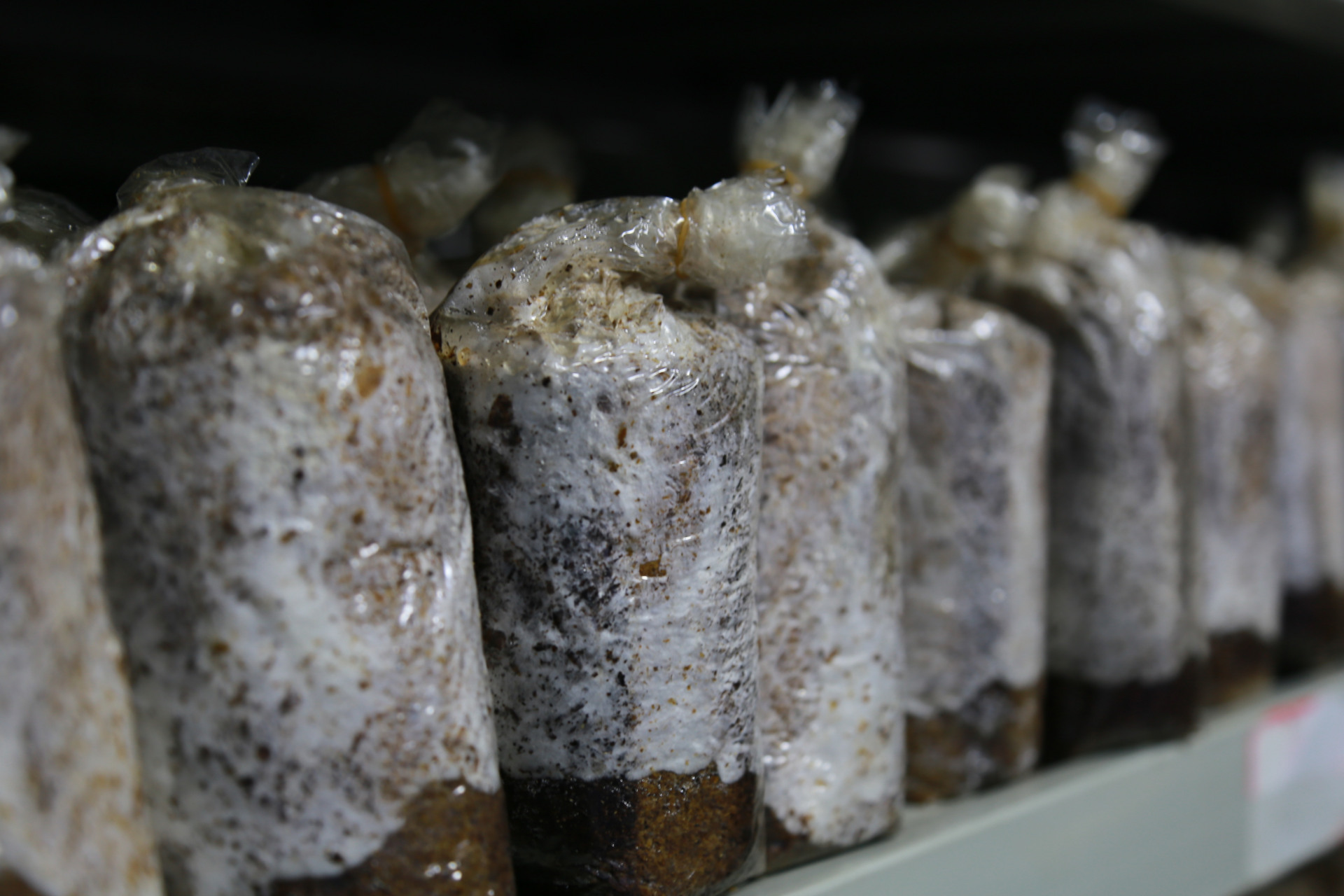 很多人都吃过茯苓,但是很少人知道茯苓是怎么长的,这是茯苓菌种,是不