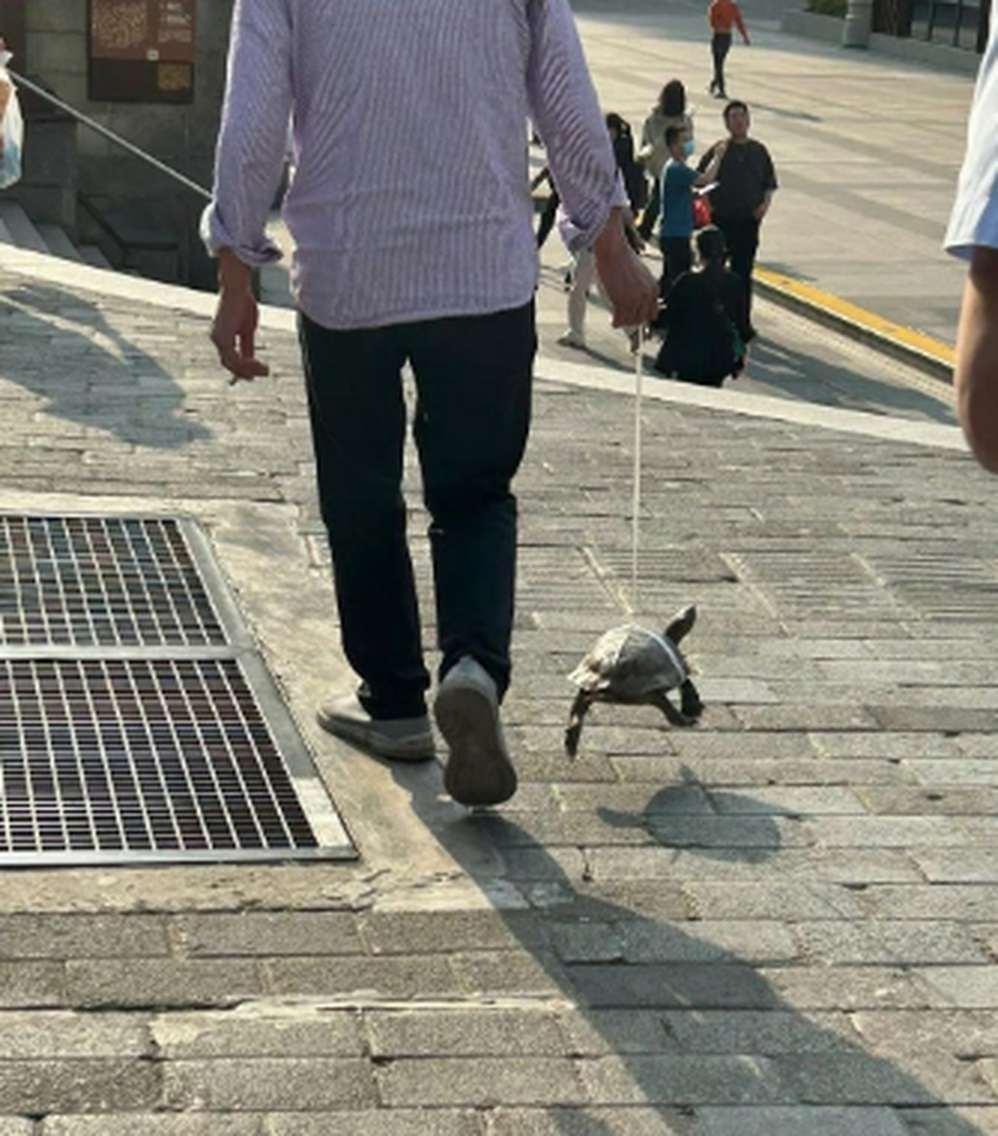 第一次见遛乌龟的,这玩意溜一天也走不了多少步吧[笑哭]