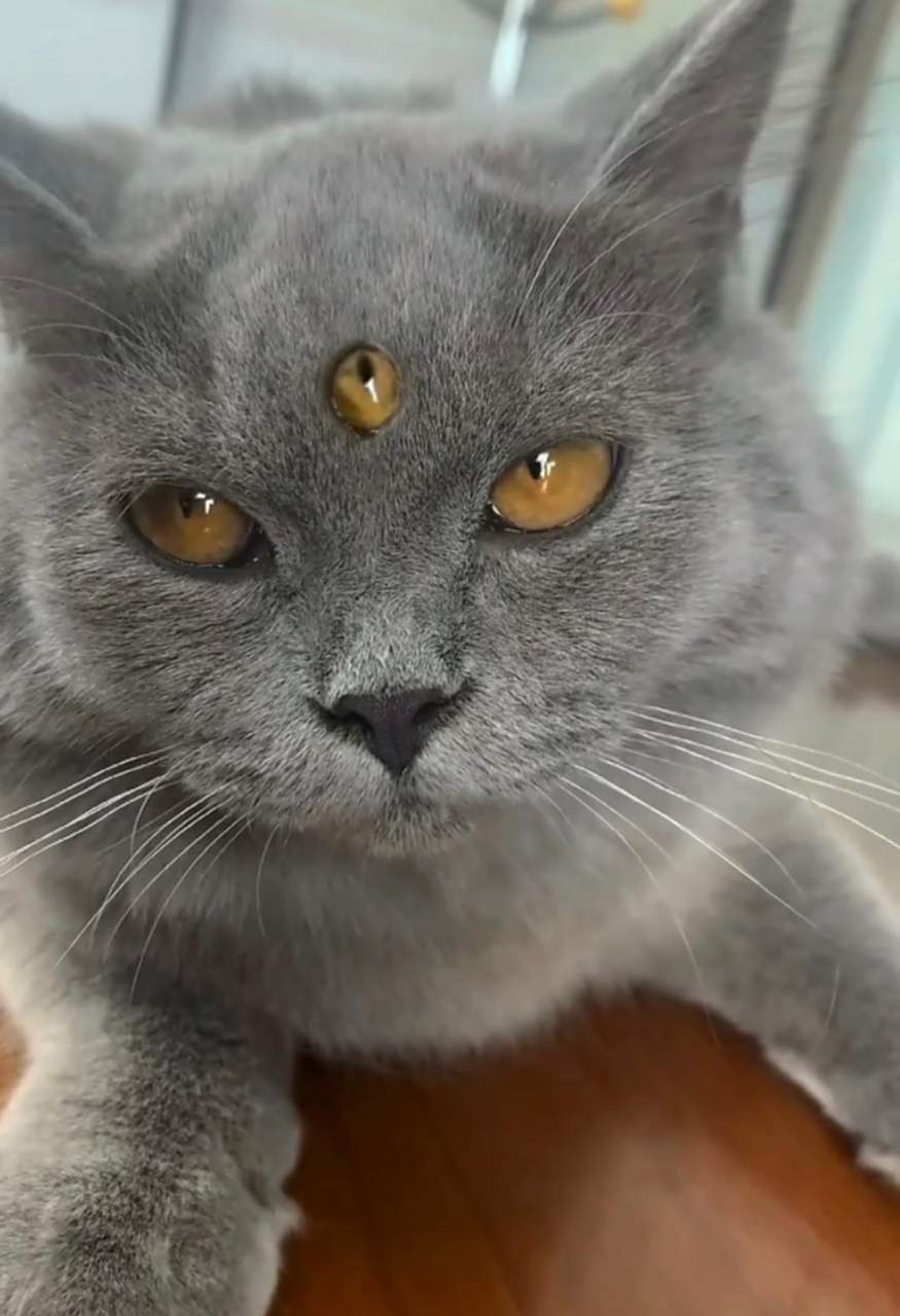 网友:天呐,真的有三只眼的小猫吗?