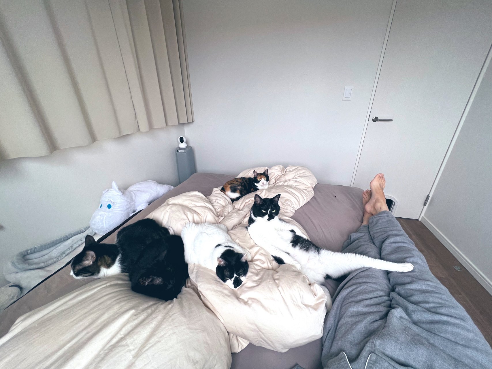 猫皇」,日本就有一名「奴才」在推特上发文向网友们抱怨自己家中养了