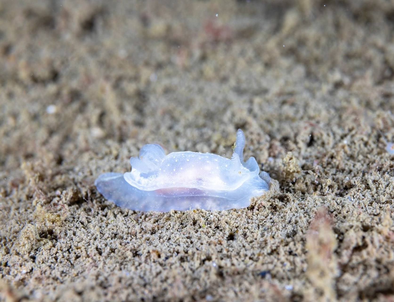 别名:白角海蛞蝓  🤍 goniodorididae科的一种海洋腹足类软体动物