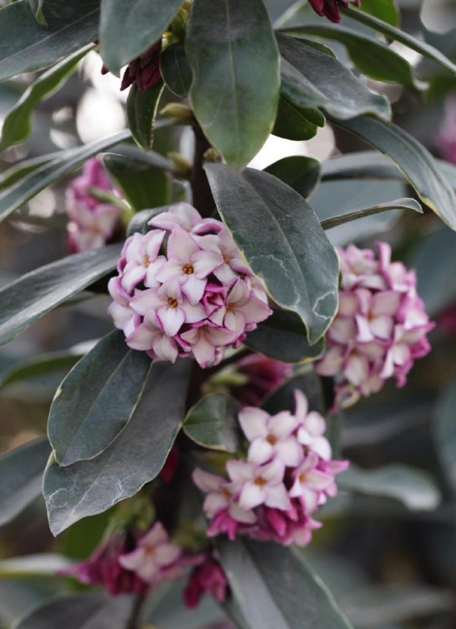 瑞香枝条粗壮,姿态有韵味, 盛花期花朵红而鲜艳,而且散发着浓郁沁人的