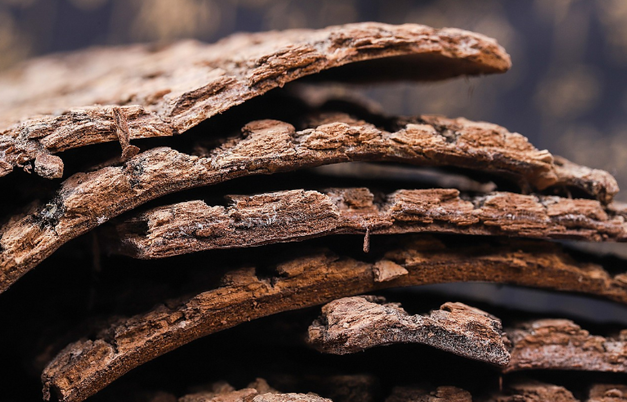 杜仲补肾,怎么吃效果才能更强? 看了我之前的视频,大家应该也都知道了