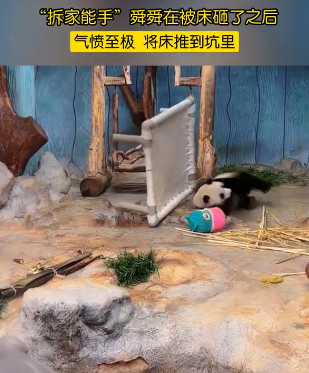 熊猫被床砸了直接把床推下坑.#趣图搞笑