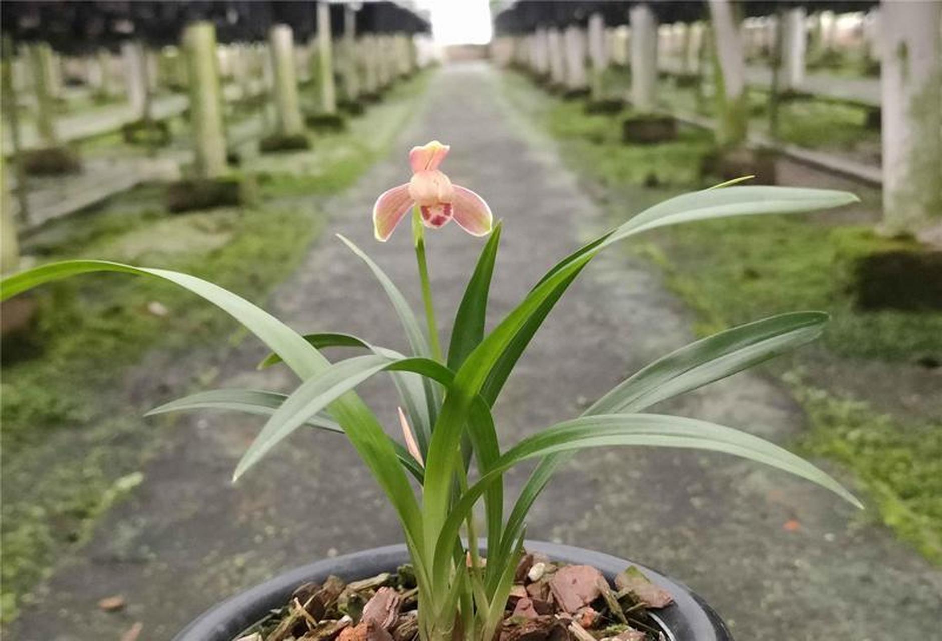 开得很精彩的一盆建兰精彩梅,只开了一朵花,硬是开成了春兰的造型,也