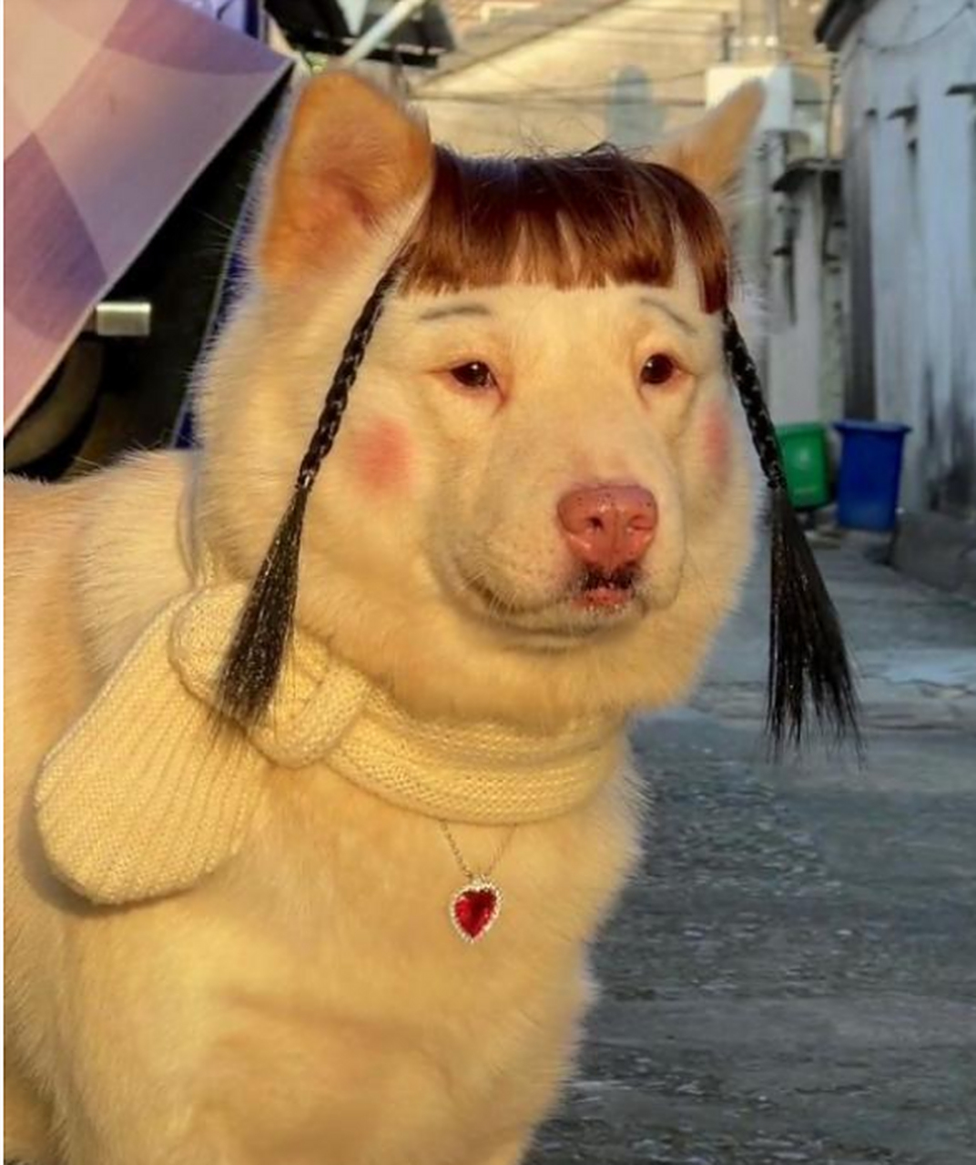 我最近在学化妆,先拿狗狗练练手