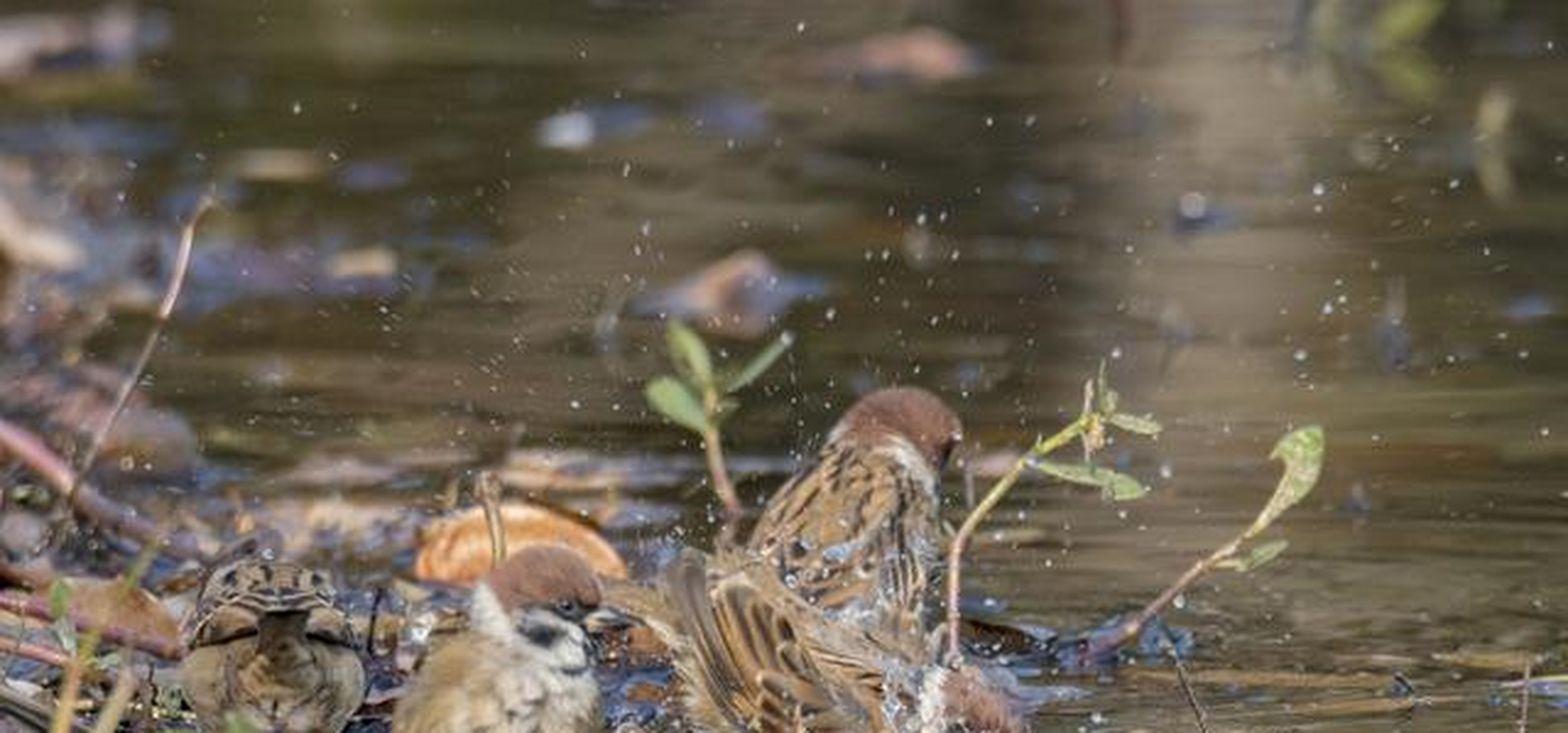 一组麻雀洗澡的照片,不是很突出
