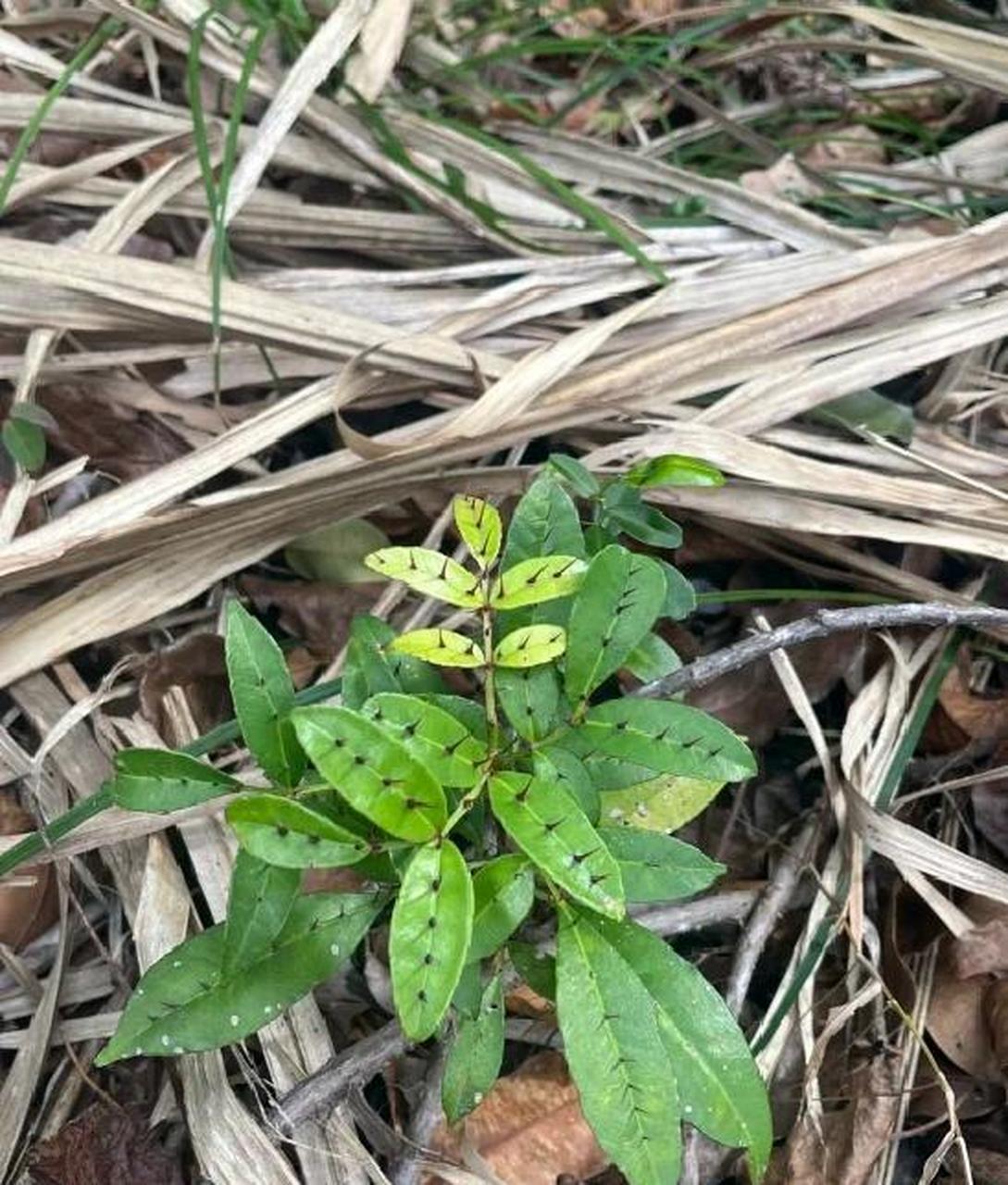 叶子上长刺的植物名称图片