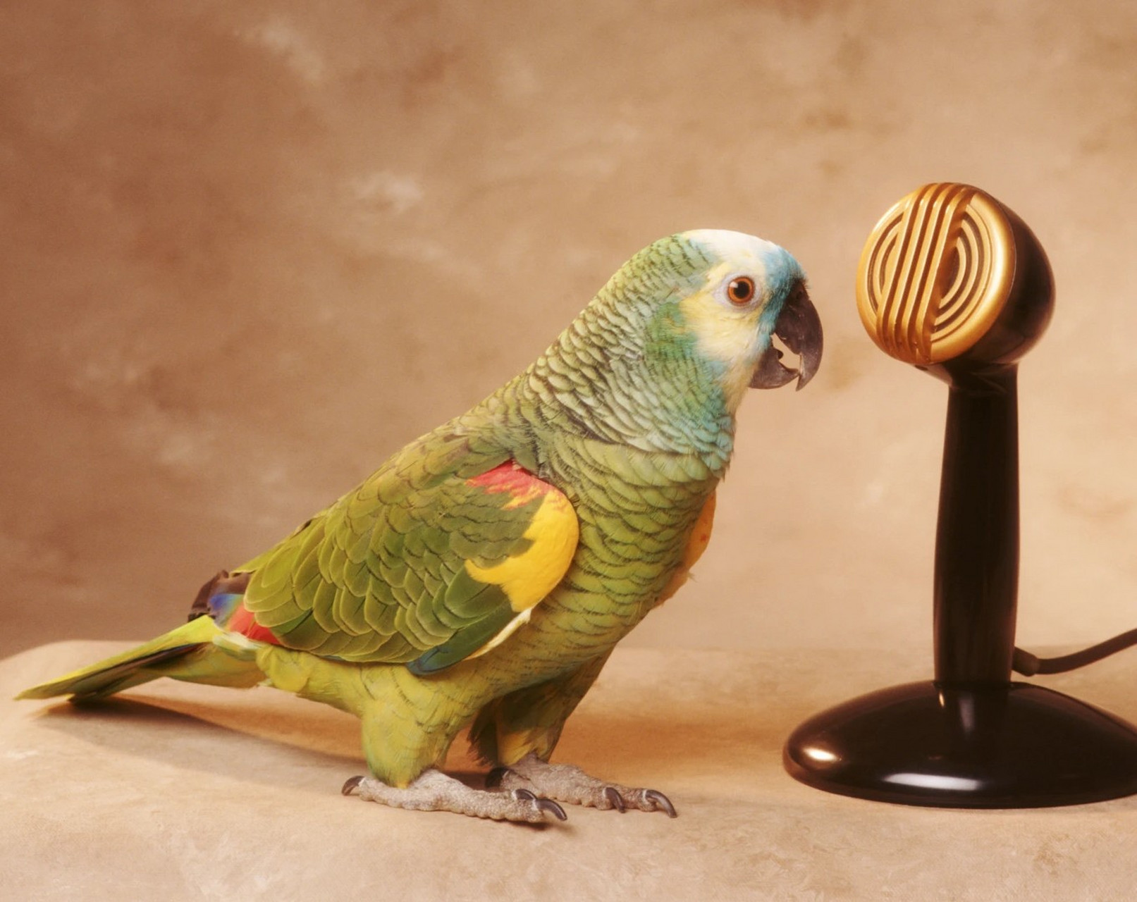 ai转录平台parrot完成1100万美元a轮融资  ai转录服务已成为许多专业