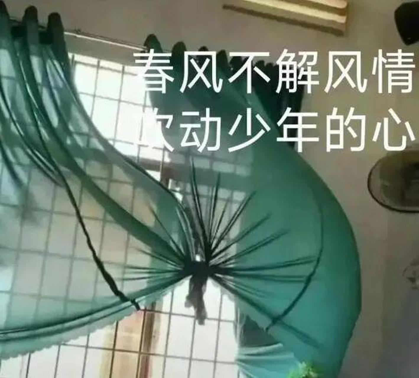 春风不解风情吹动少年的心