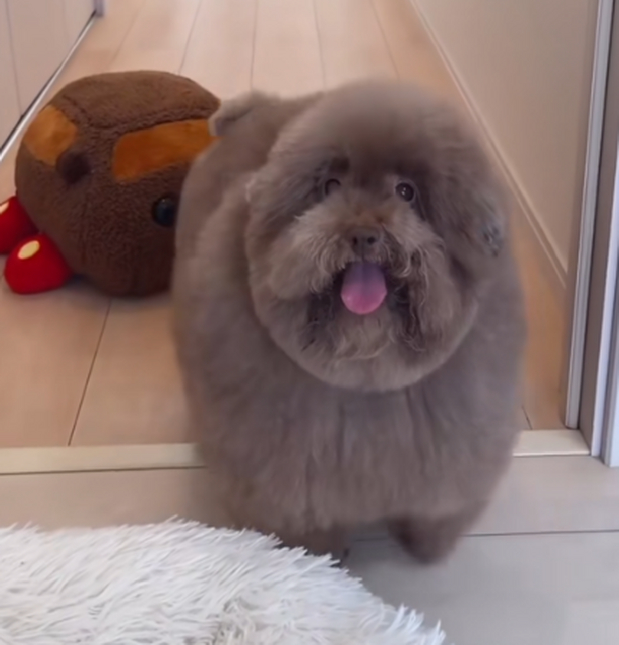 炸毛的狗子像一个毛绒玩具