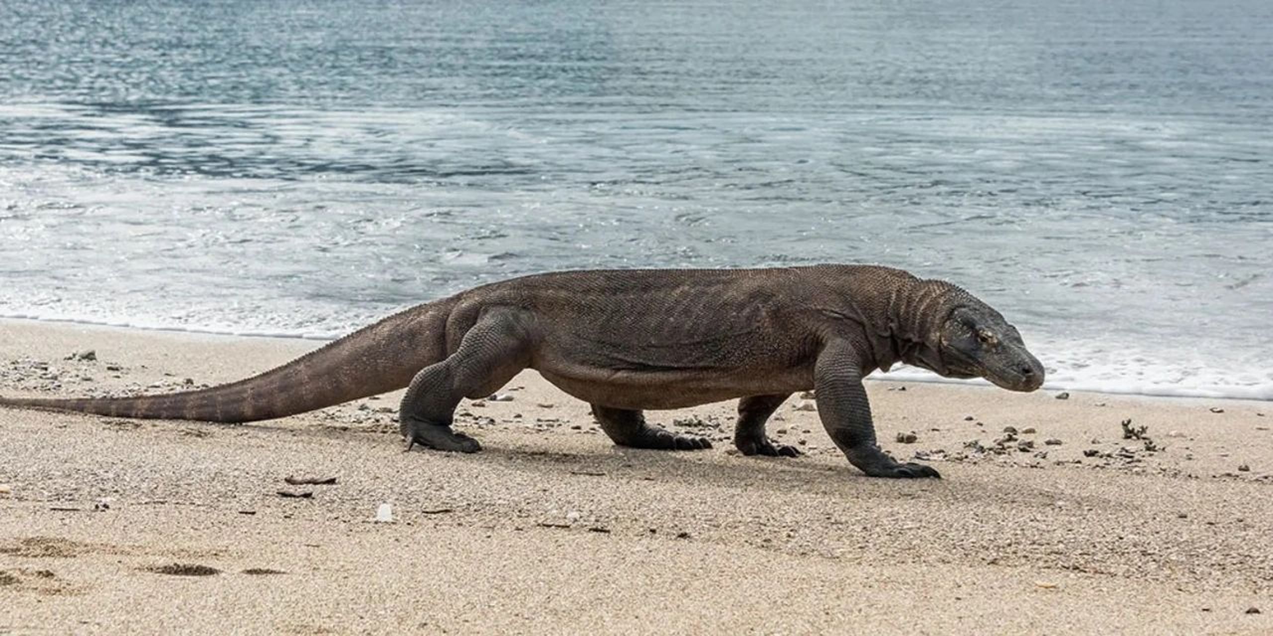 伪海洋生物-科莫多龙 科莫多巨蜥,是已知现今存在种类中最大的蜥蜴