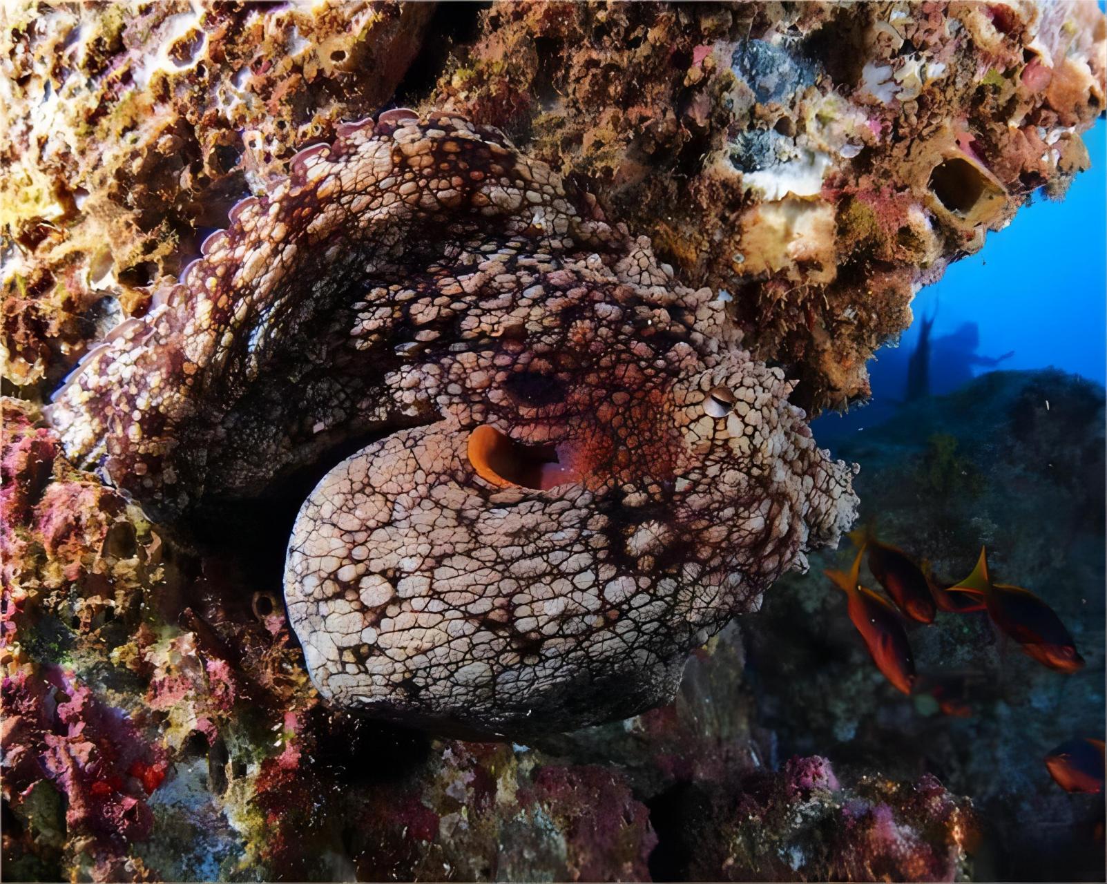 深海之谜:巨型章鱼的智慧与变幻术!