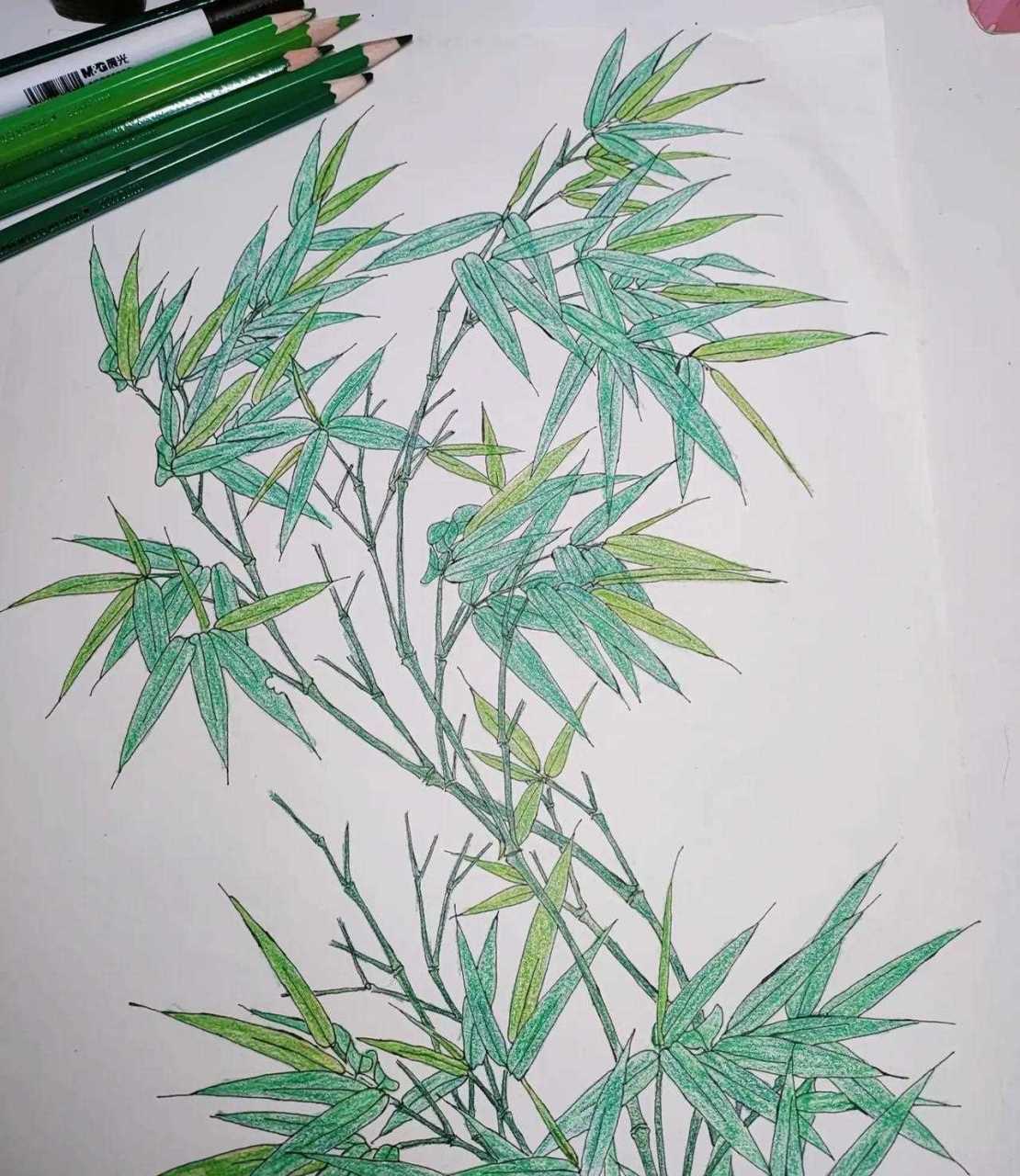 花中四君子之—竹,临绘习作,彩铅上色.