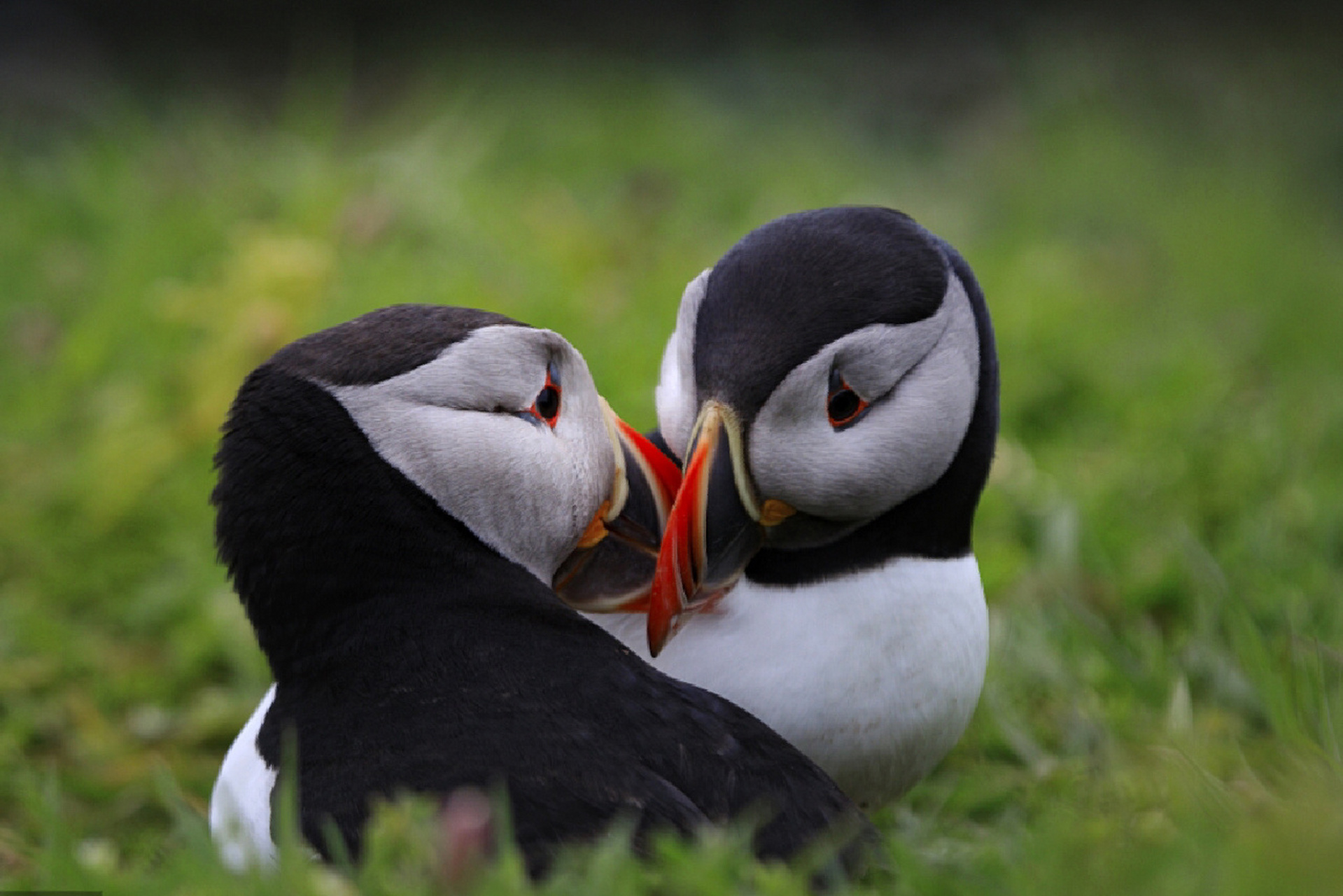 每天陪孩子一起瞧动物 名称:大西洋海雀 分类:动物界,鸥科,海雀亚科