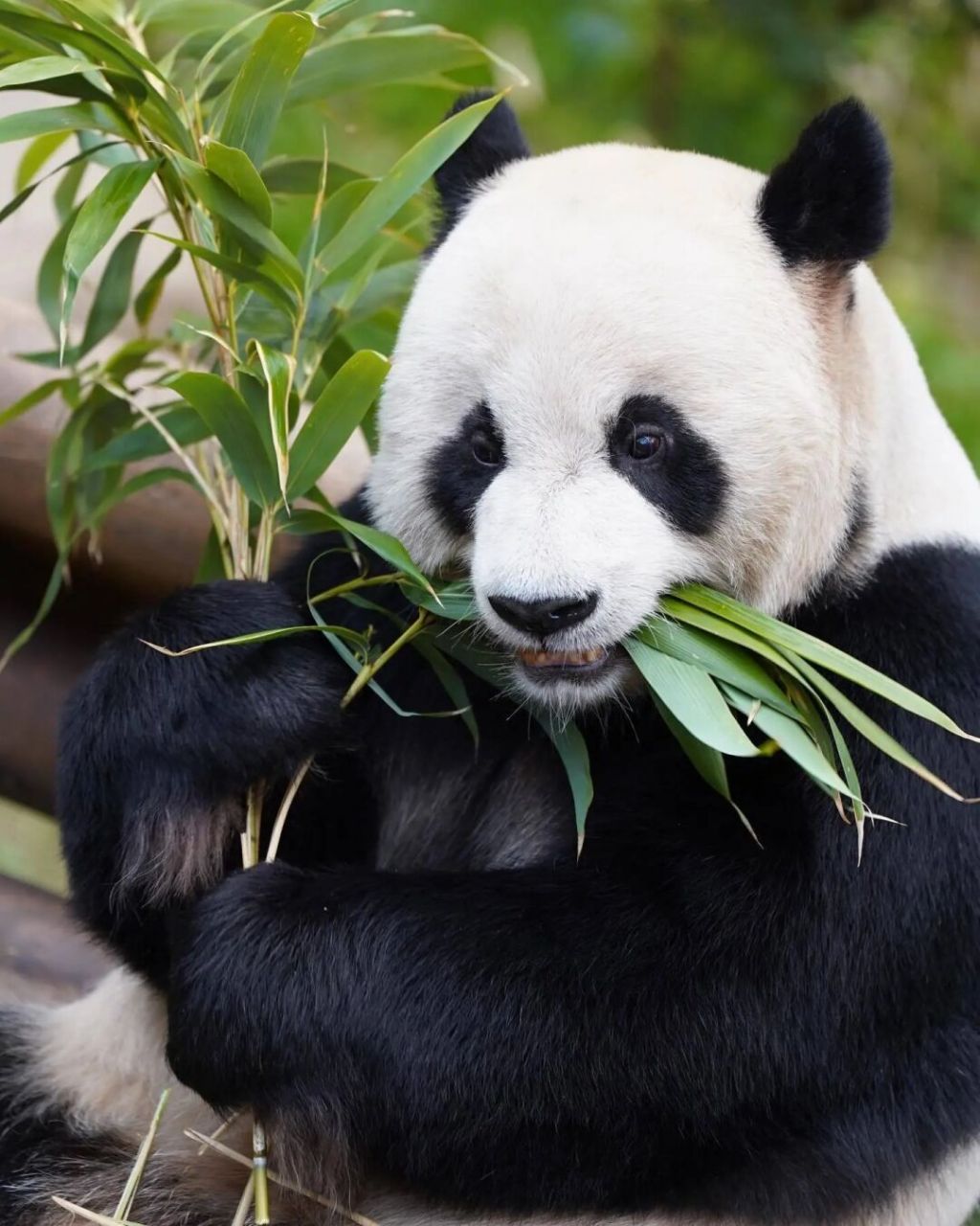 乐宝  一只帅气的男熊猫 	 逛了好久大熊猫园欣的超话,看到了很多乐宝