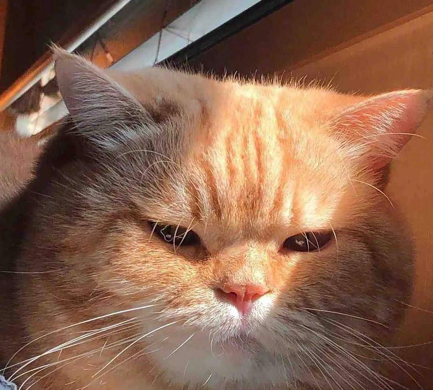 大胖橘猫的样子,是否像极了没办法出门的你,只能通过窗户看着外面的