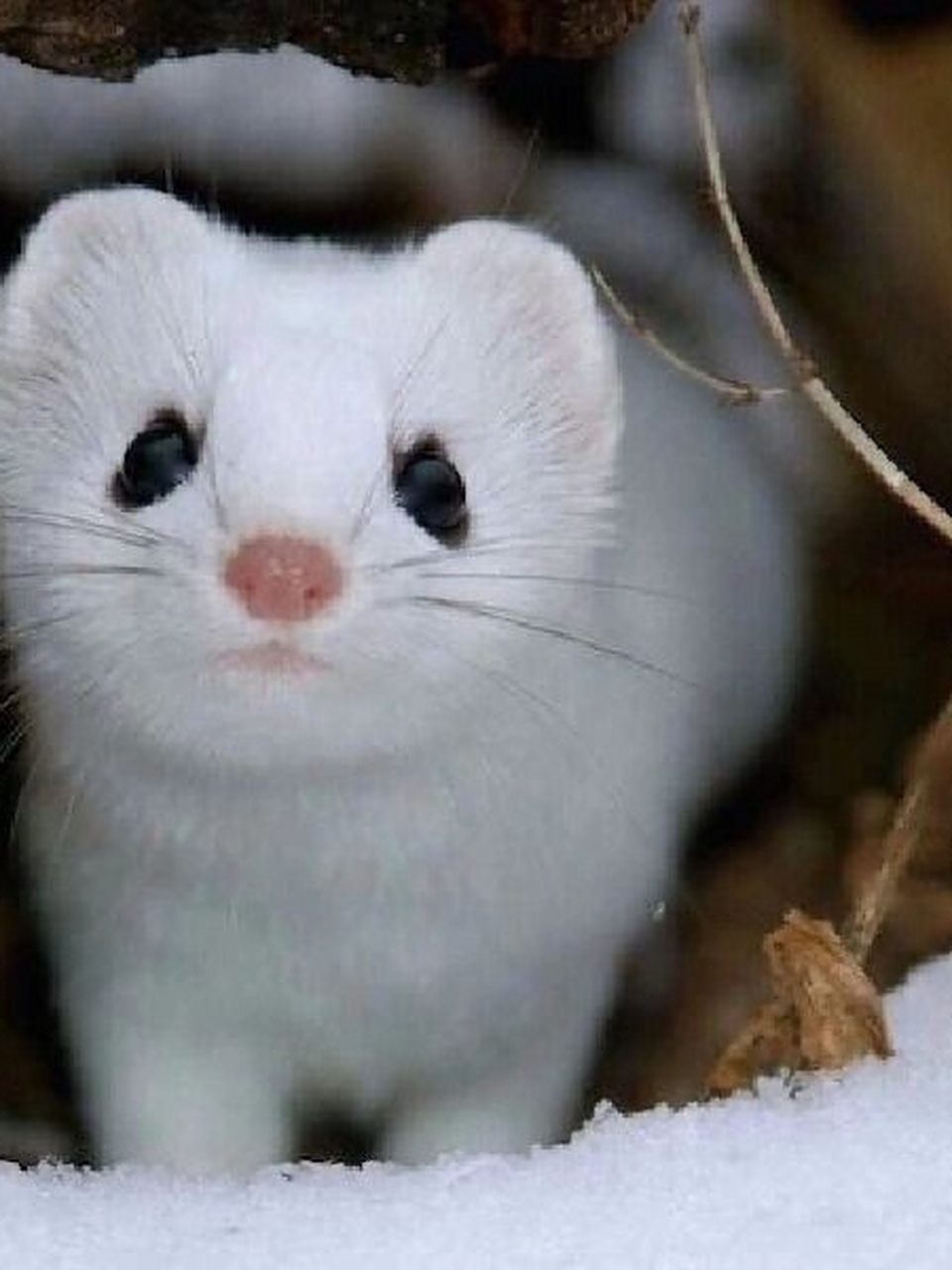 每天介绍一种生物|德拉科61马尔福  中文名:白鼬 学.